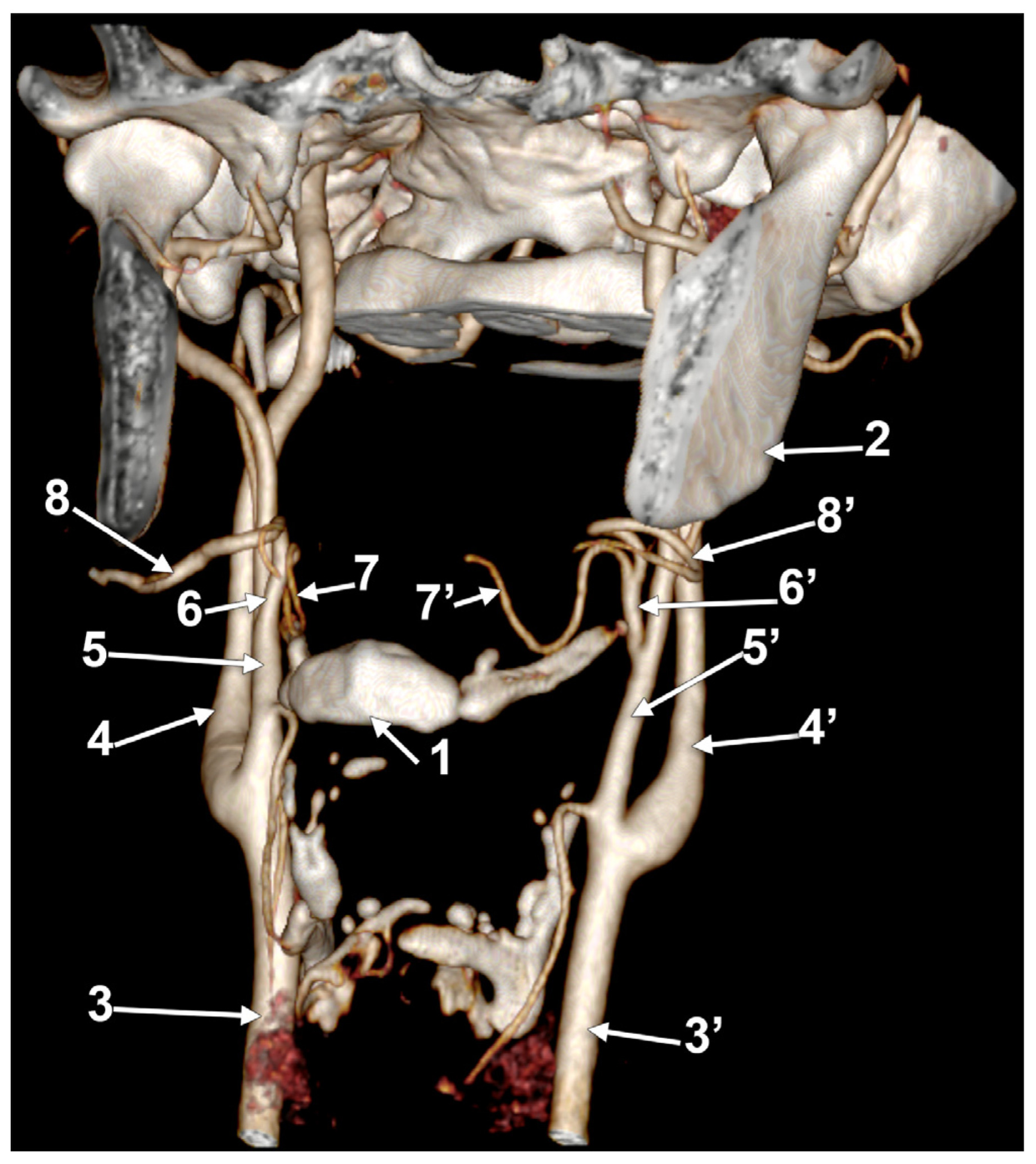 Medicina 60 00291 g012