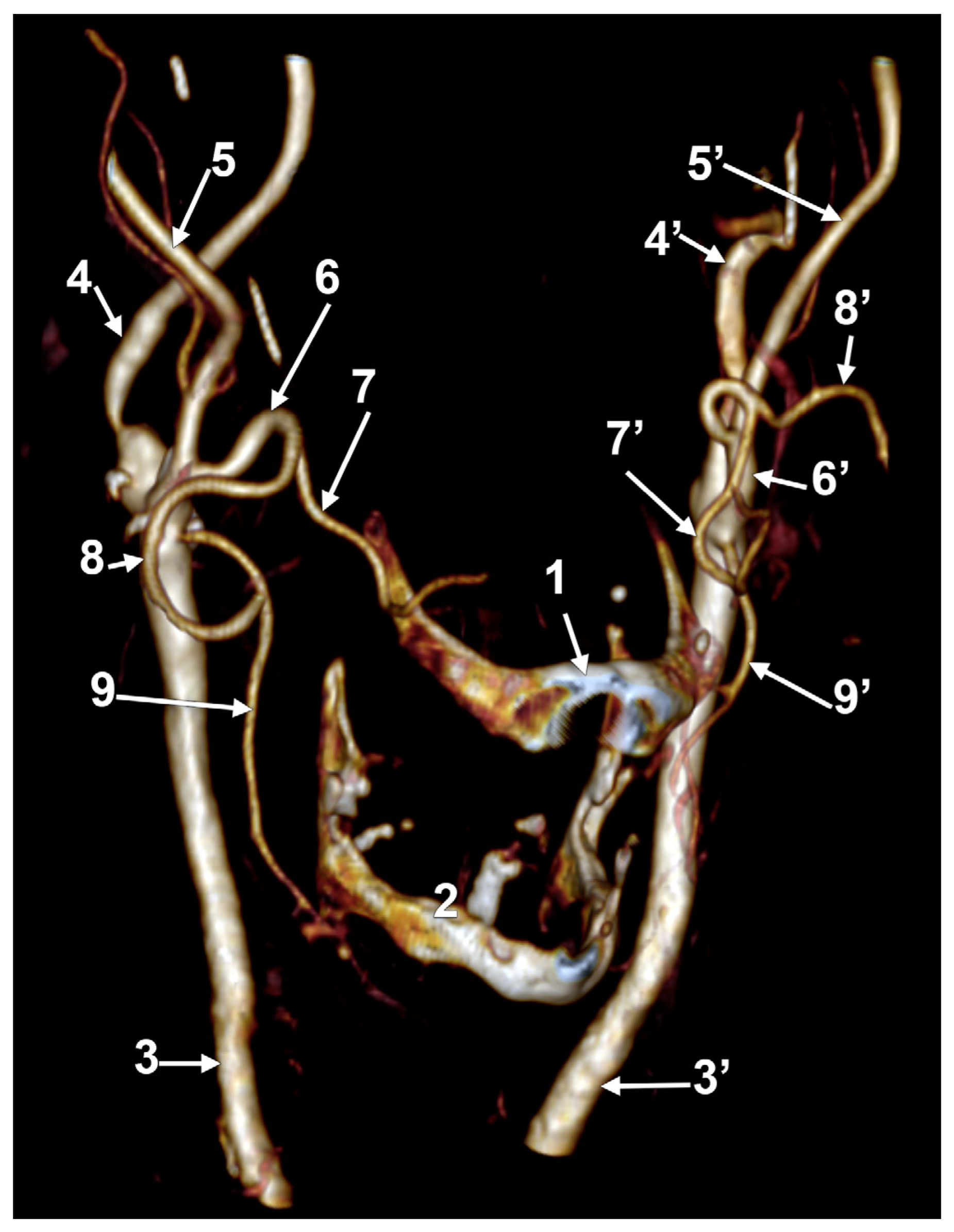 Medicina 60 00291 g013