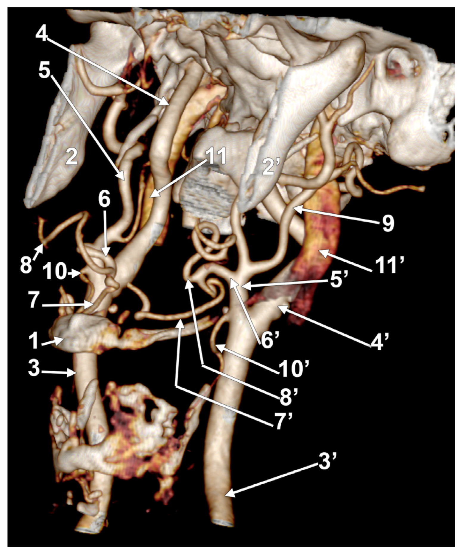 Medicina 60 00291 g014