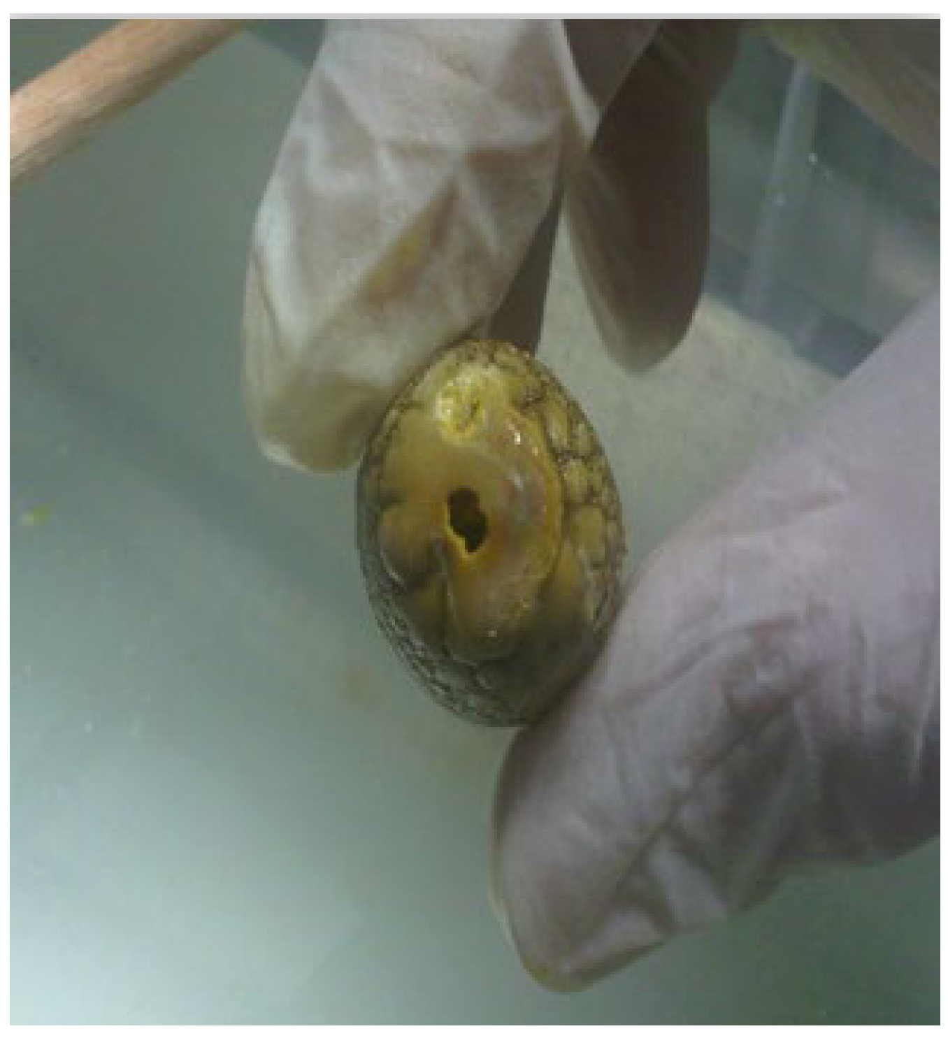 Medicina 60 00346 g001