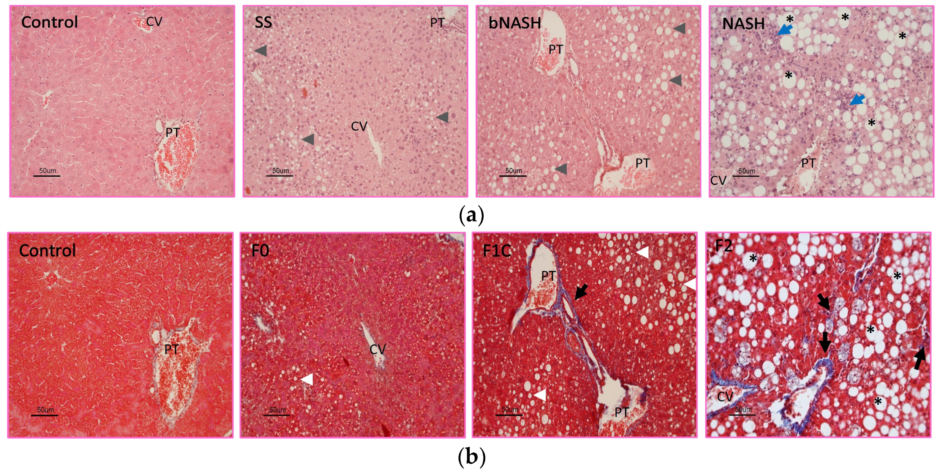 Medicina 60 00429 g001