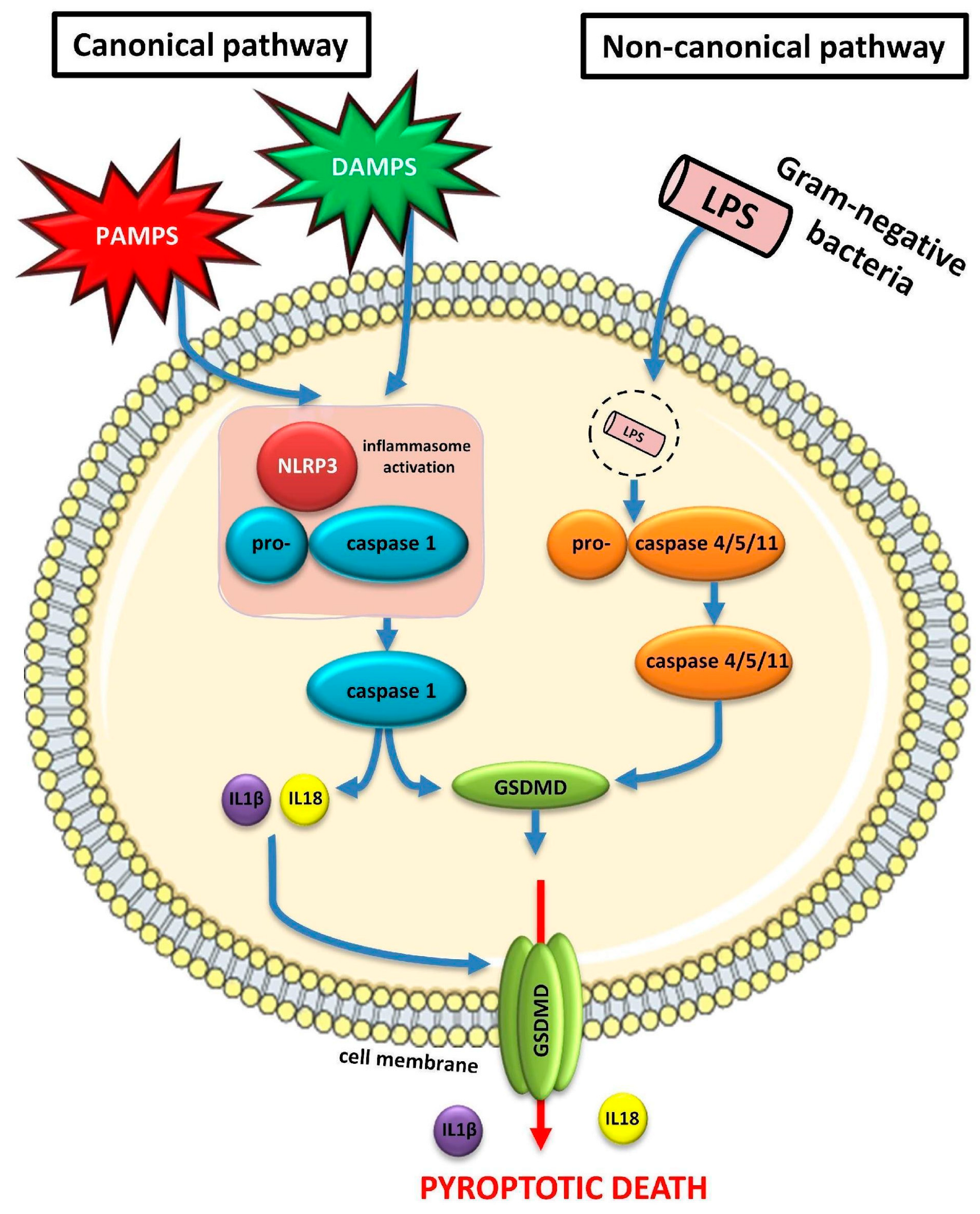 Medicina 60 00434 g003