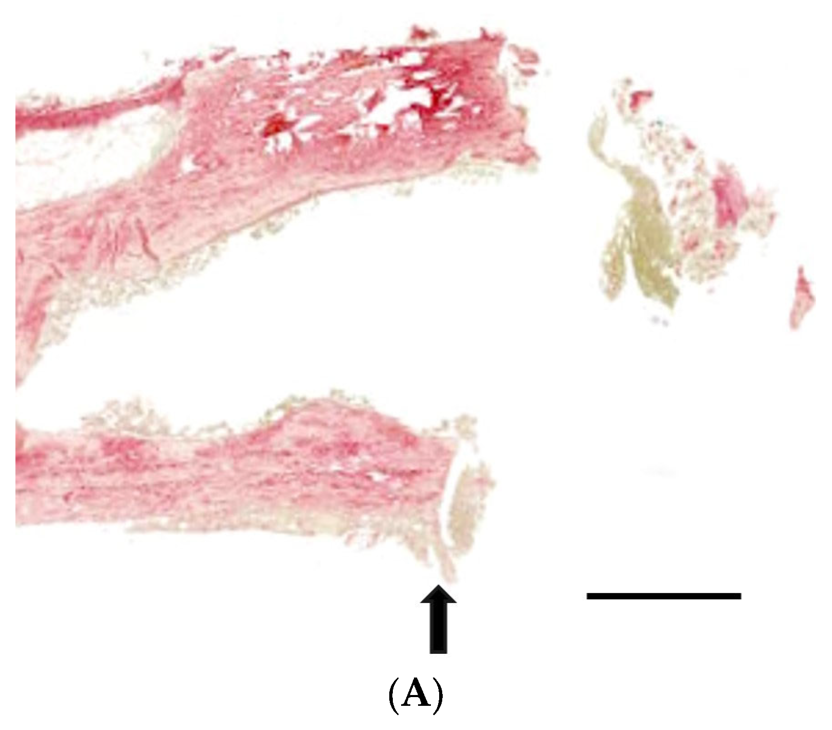 Medicina 60 00451 g007a