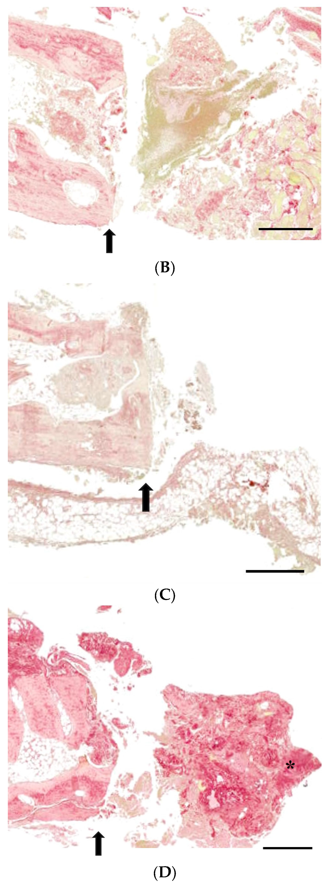 Medicina 60 00451 g007b