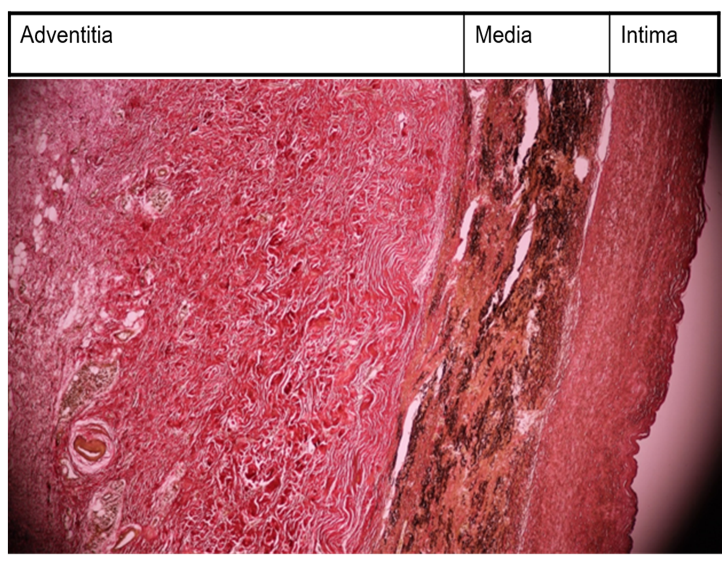 Medicina 60 00456 g001