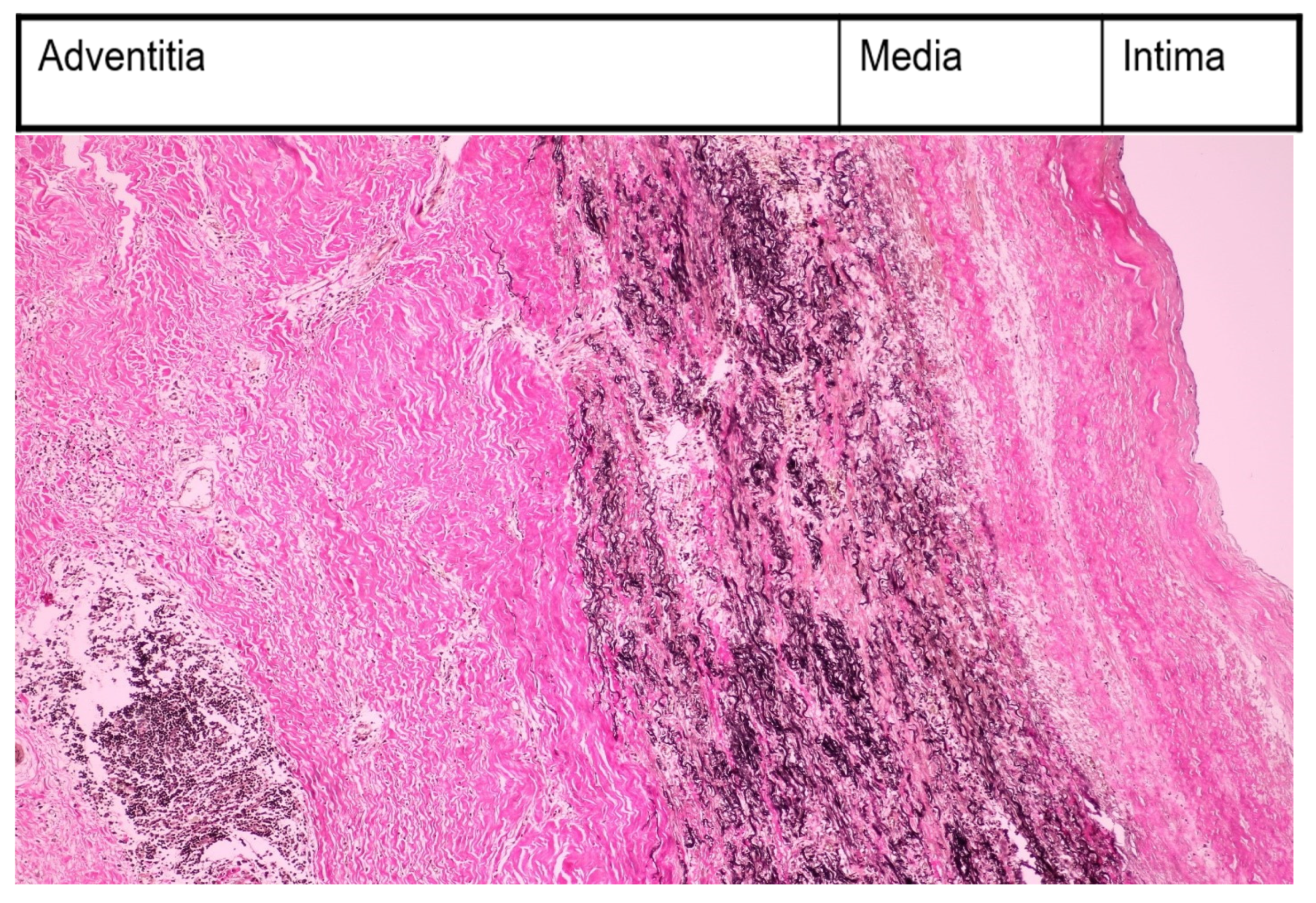 Medicina 60 00456 g002