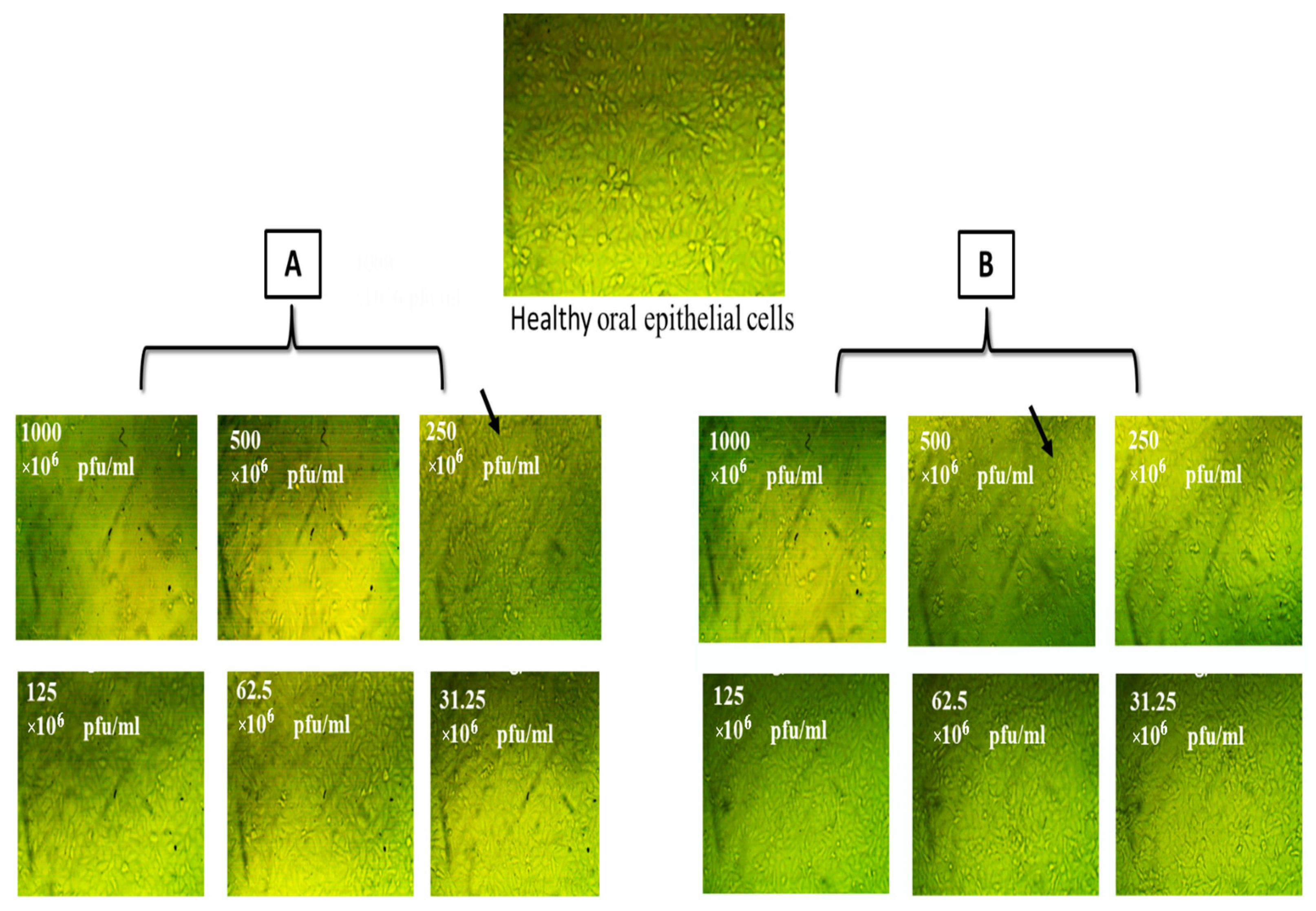 Medicina 60 00501 g011