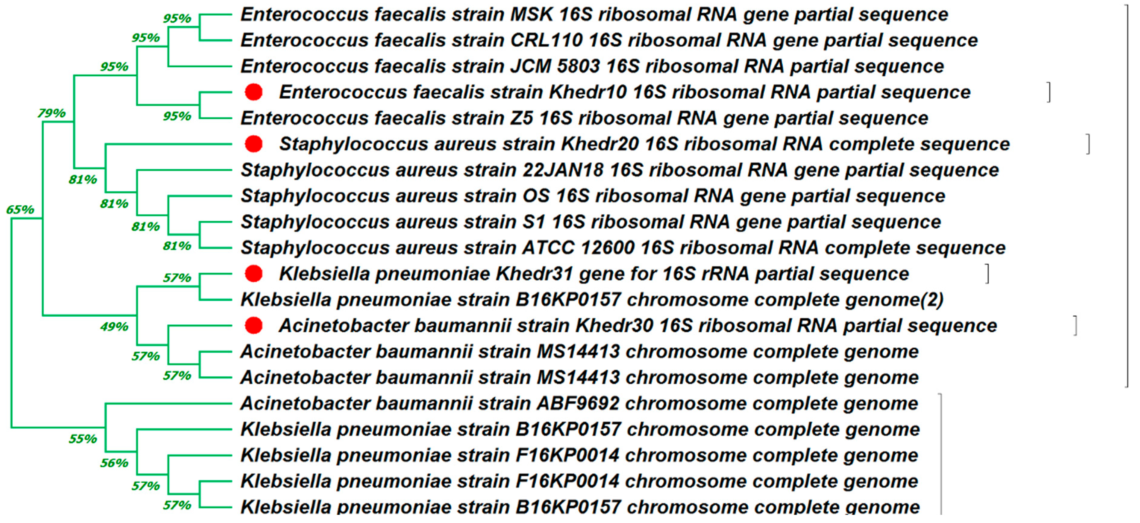 Medicina 60 00515 g005