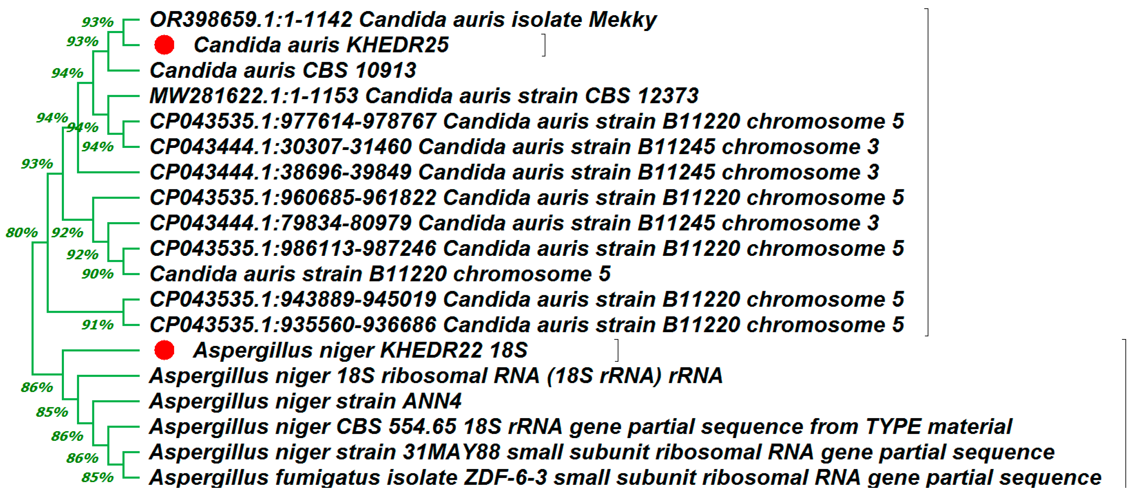 Medicina 60 00515 g006