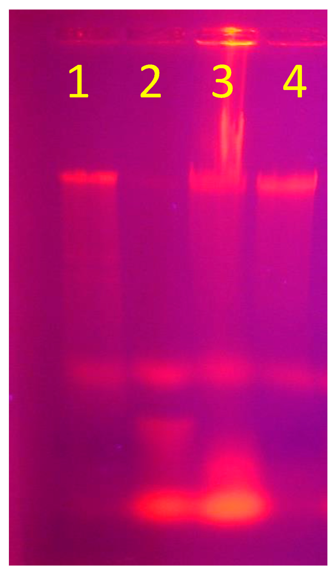 Medicina 60 00515 g007