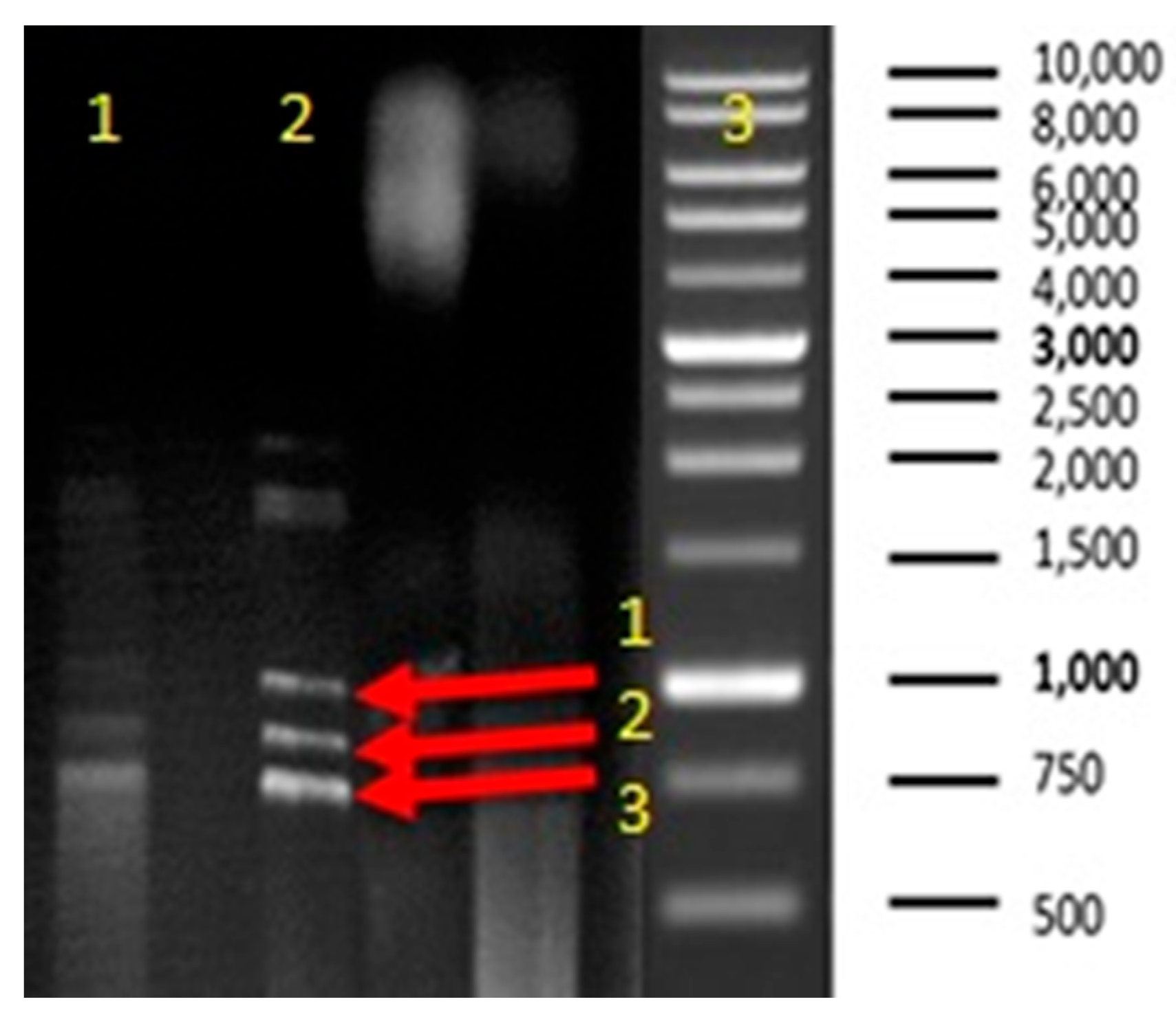 Medicina 60 00515 g016