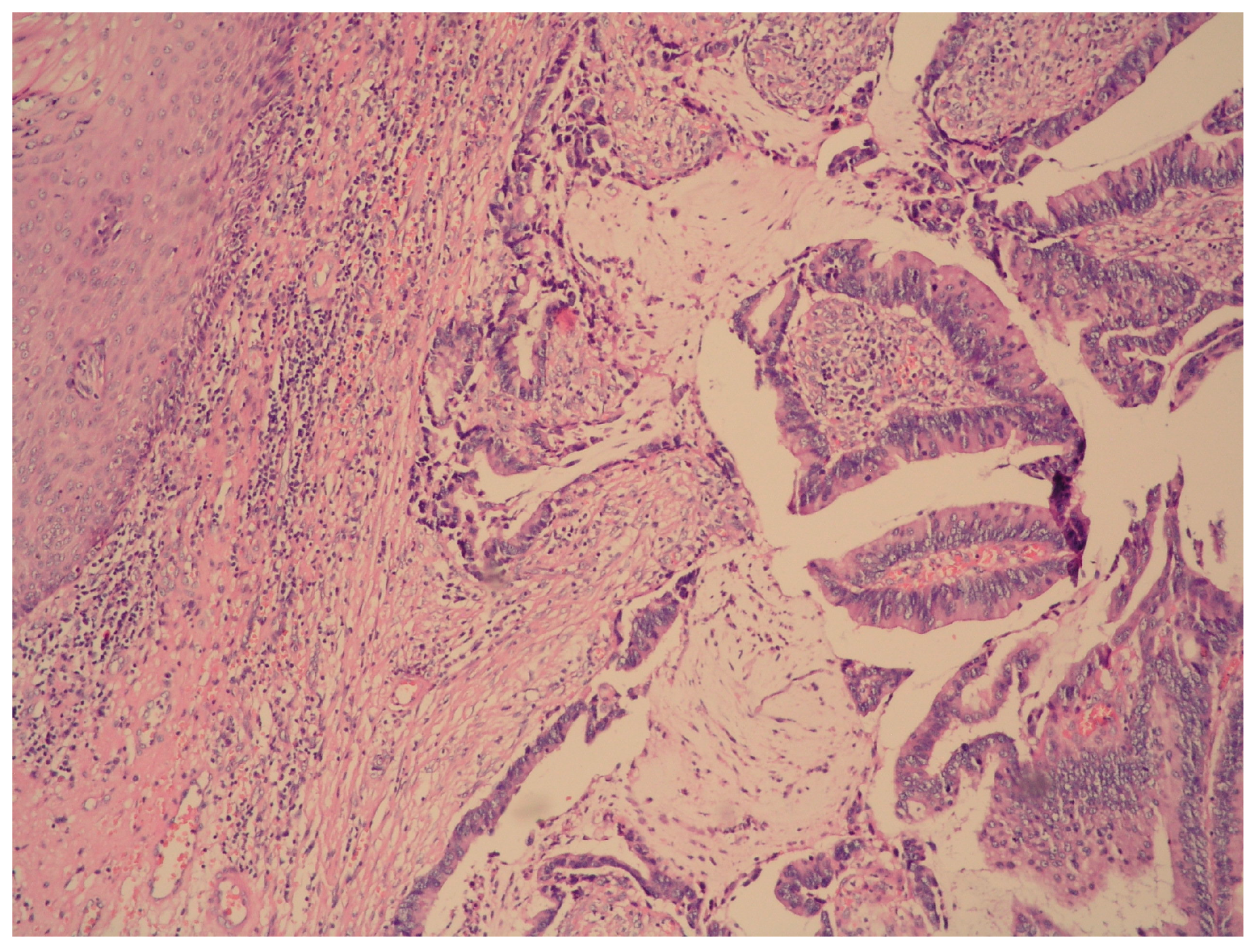 Medicina 60 00525 g001