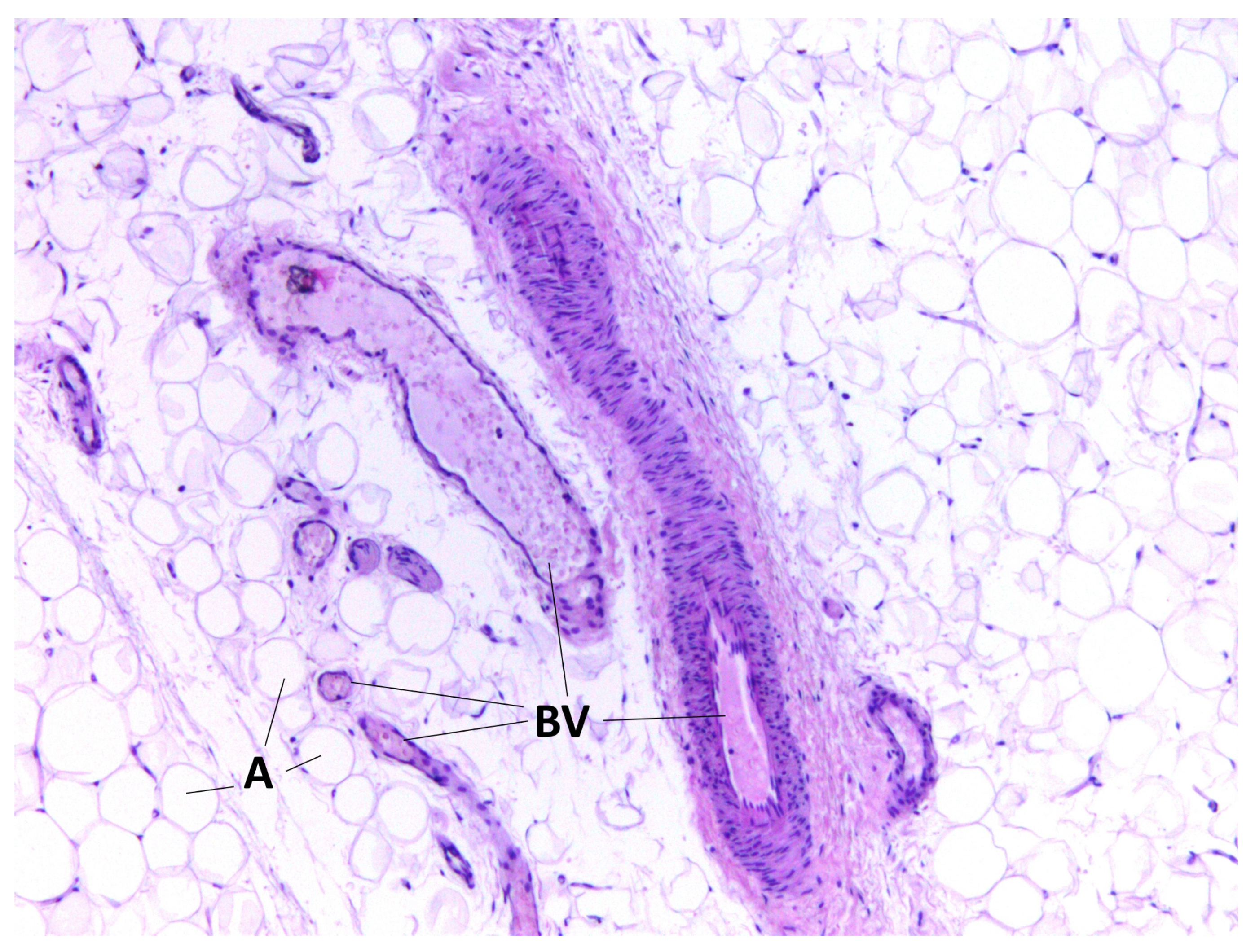 Medicina 60 00567 g001
