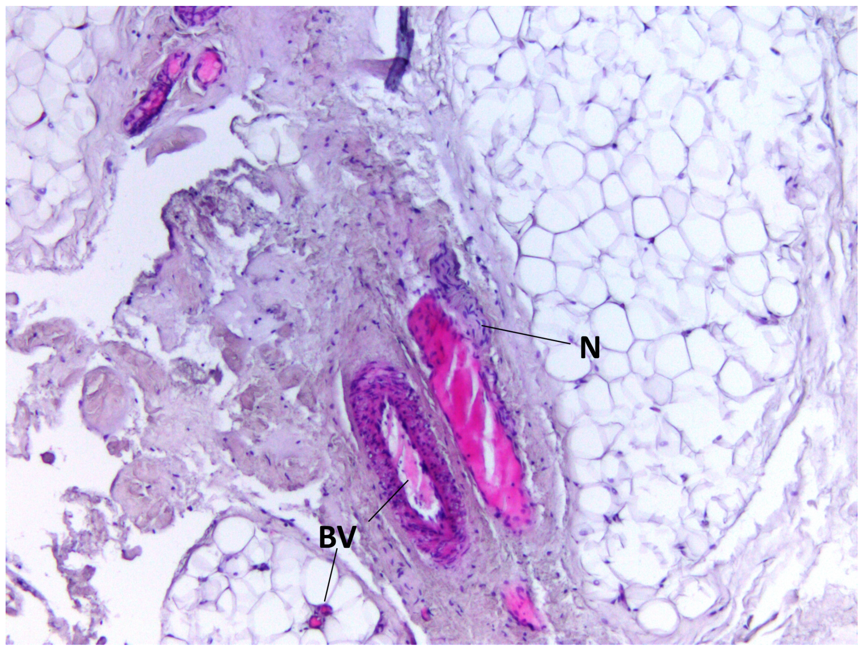Medicina 60 00567 g002