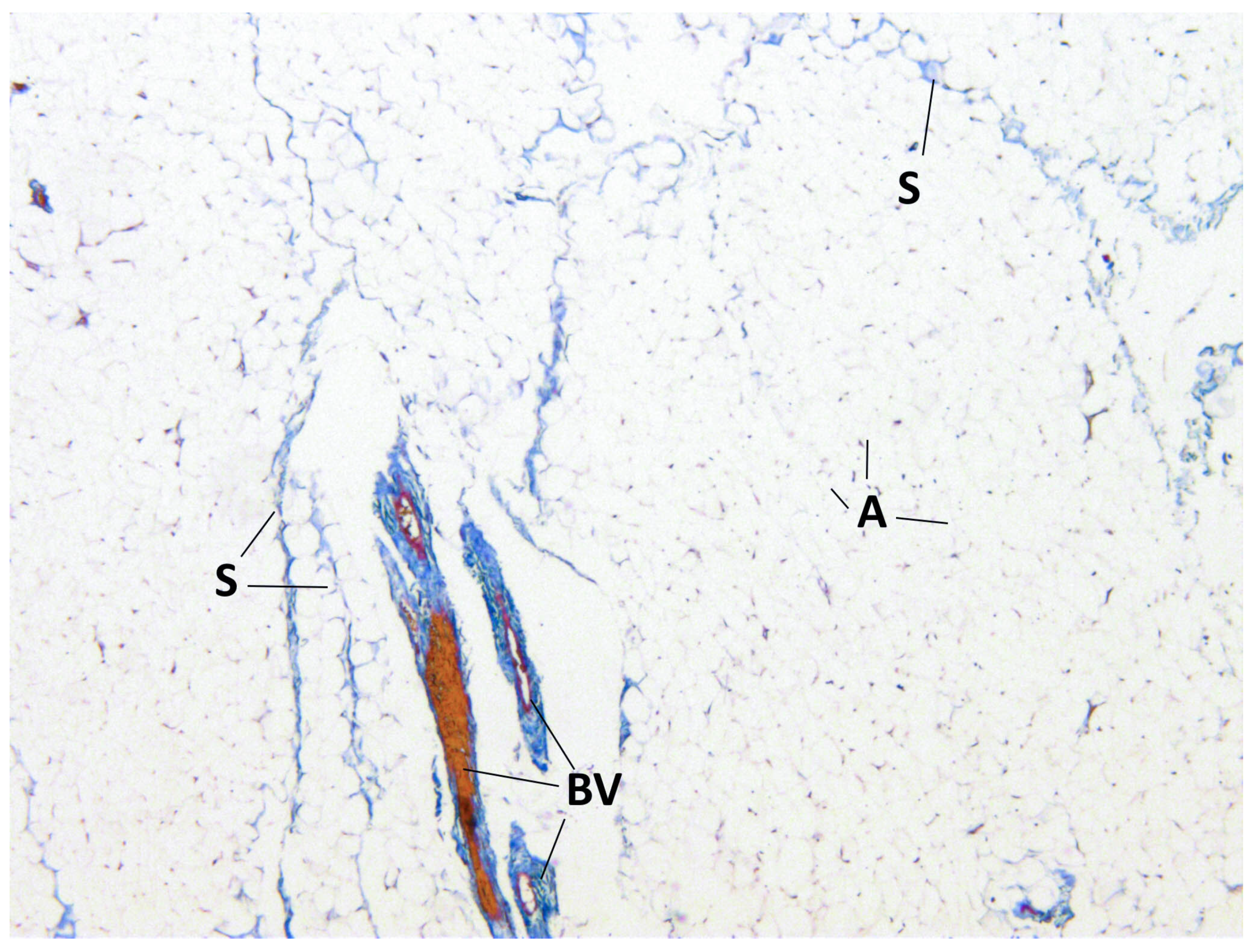 Medicina 60 00567 g007