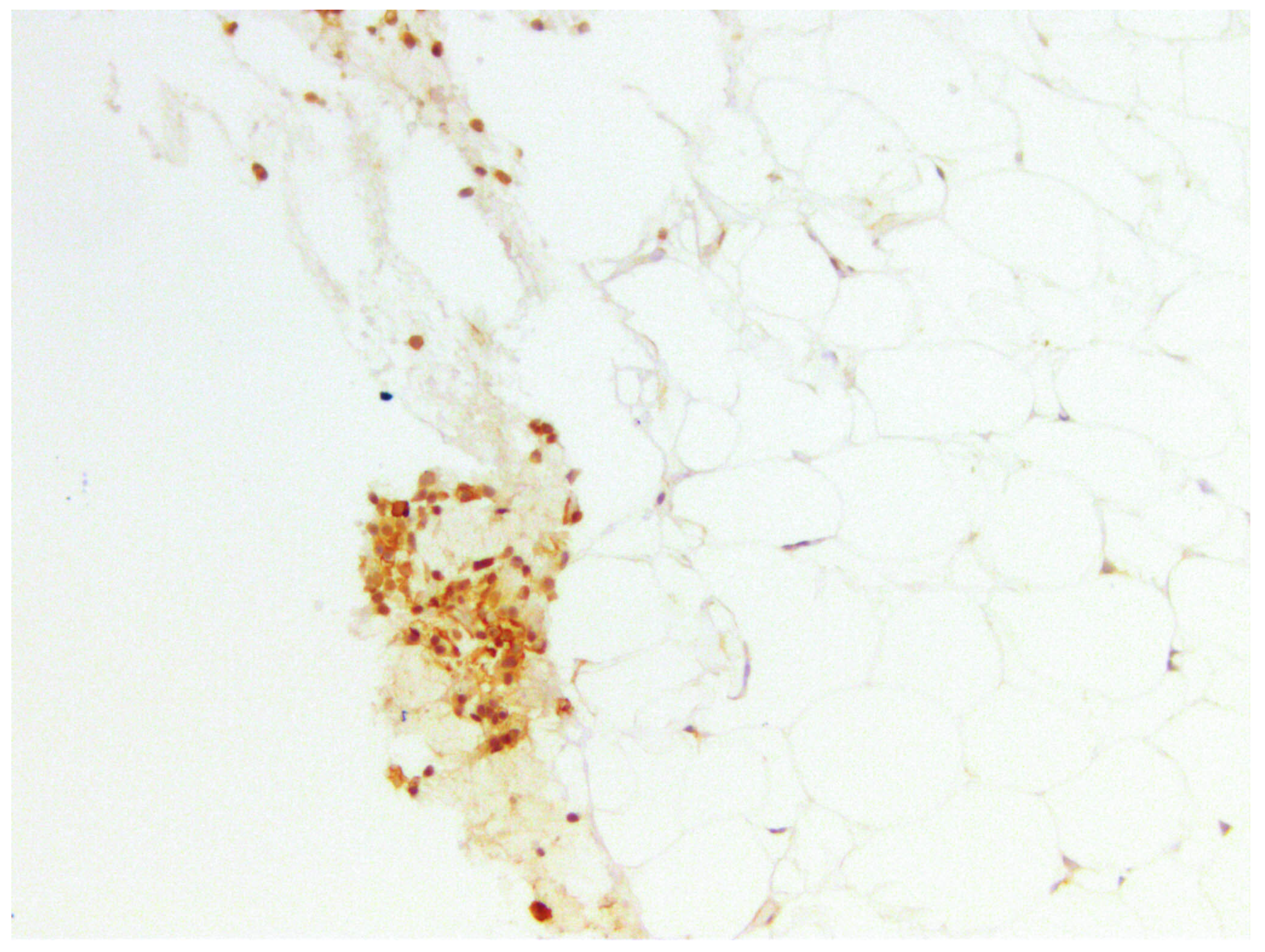 Medicina 60 00567 g008