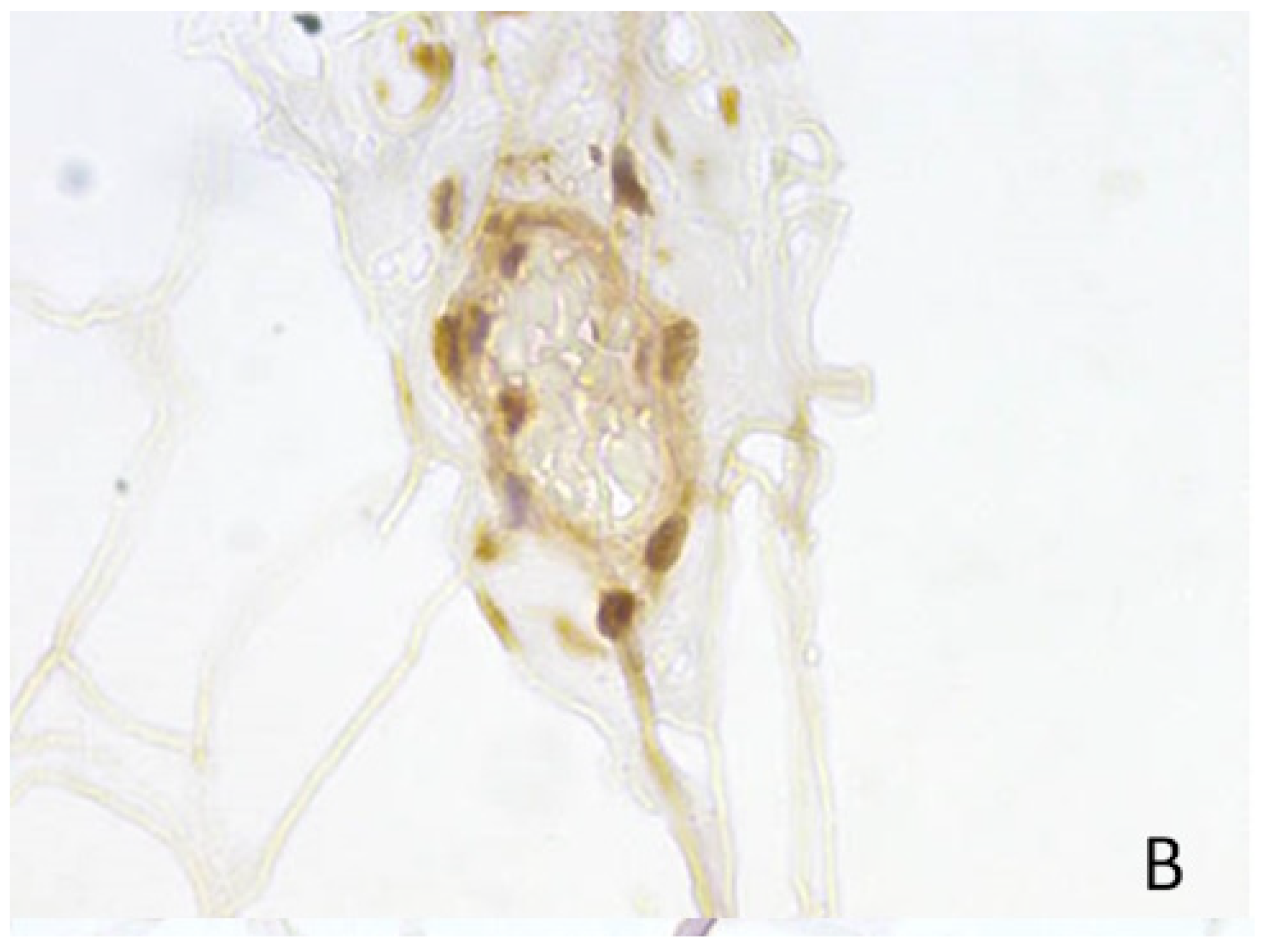 Medicina 60 00567 g009