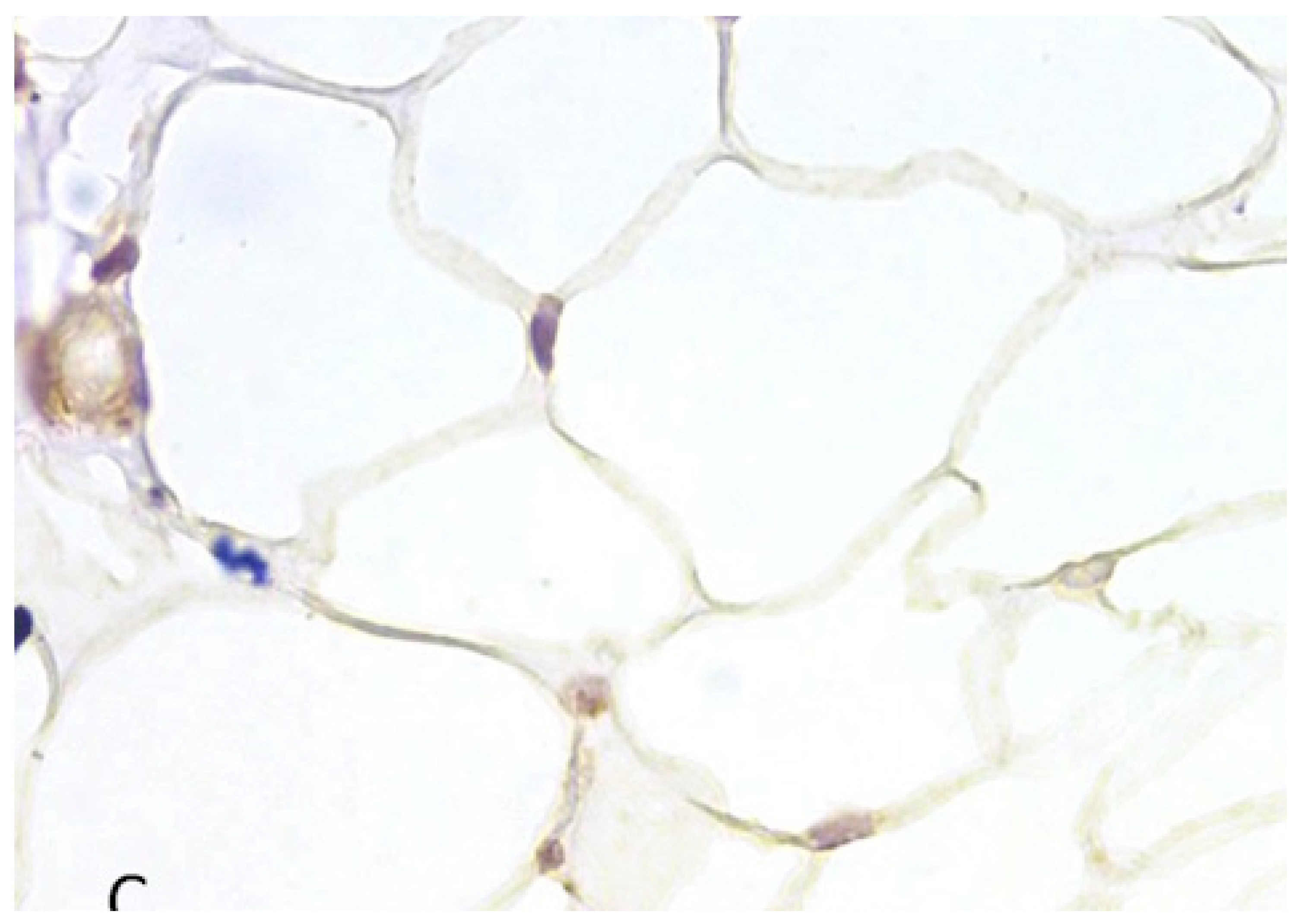 Medicina 60 00567 g013