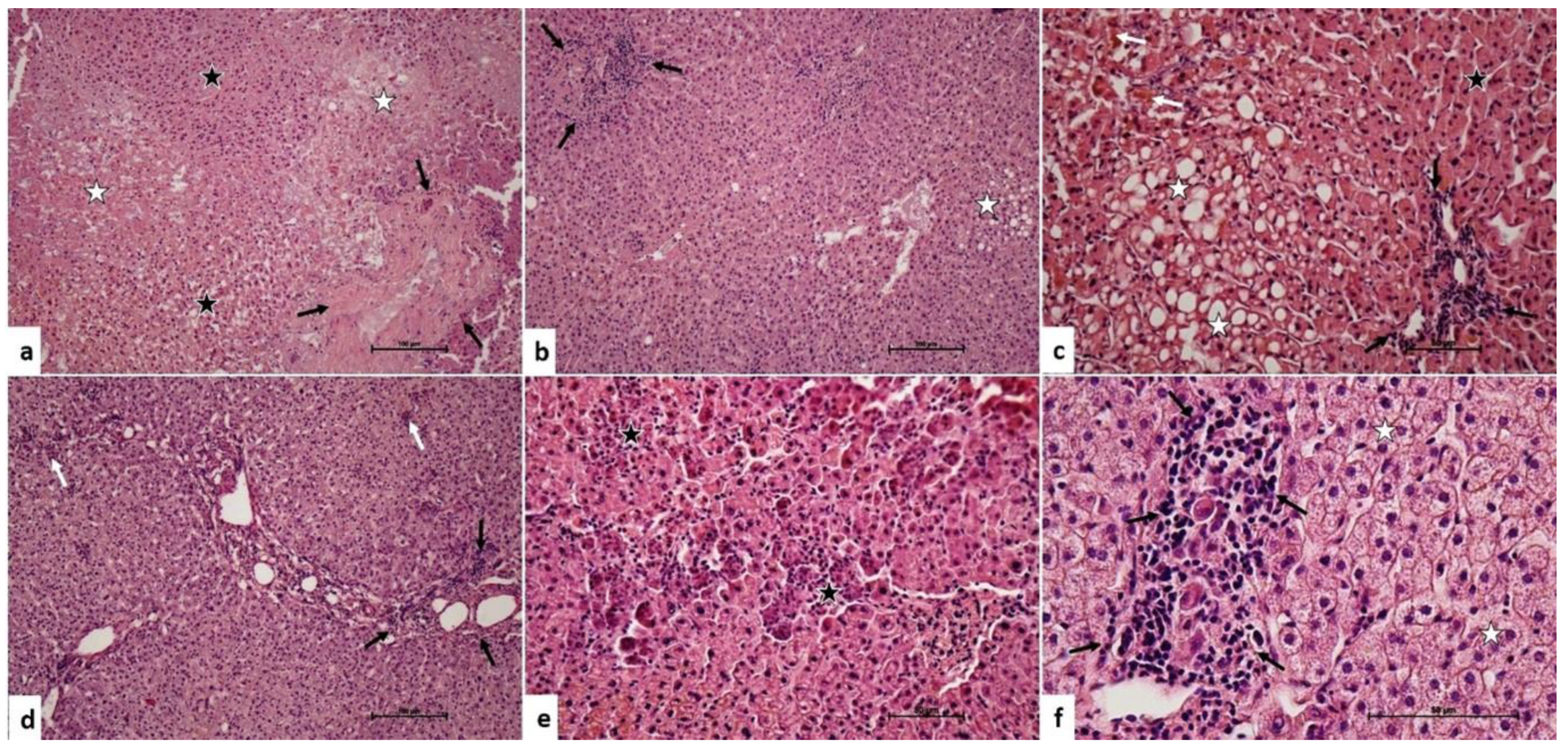 Medicina 60 00649 g002