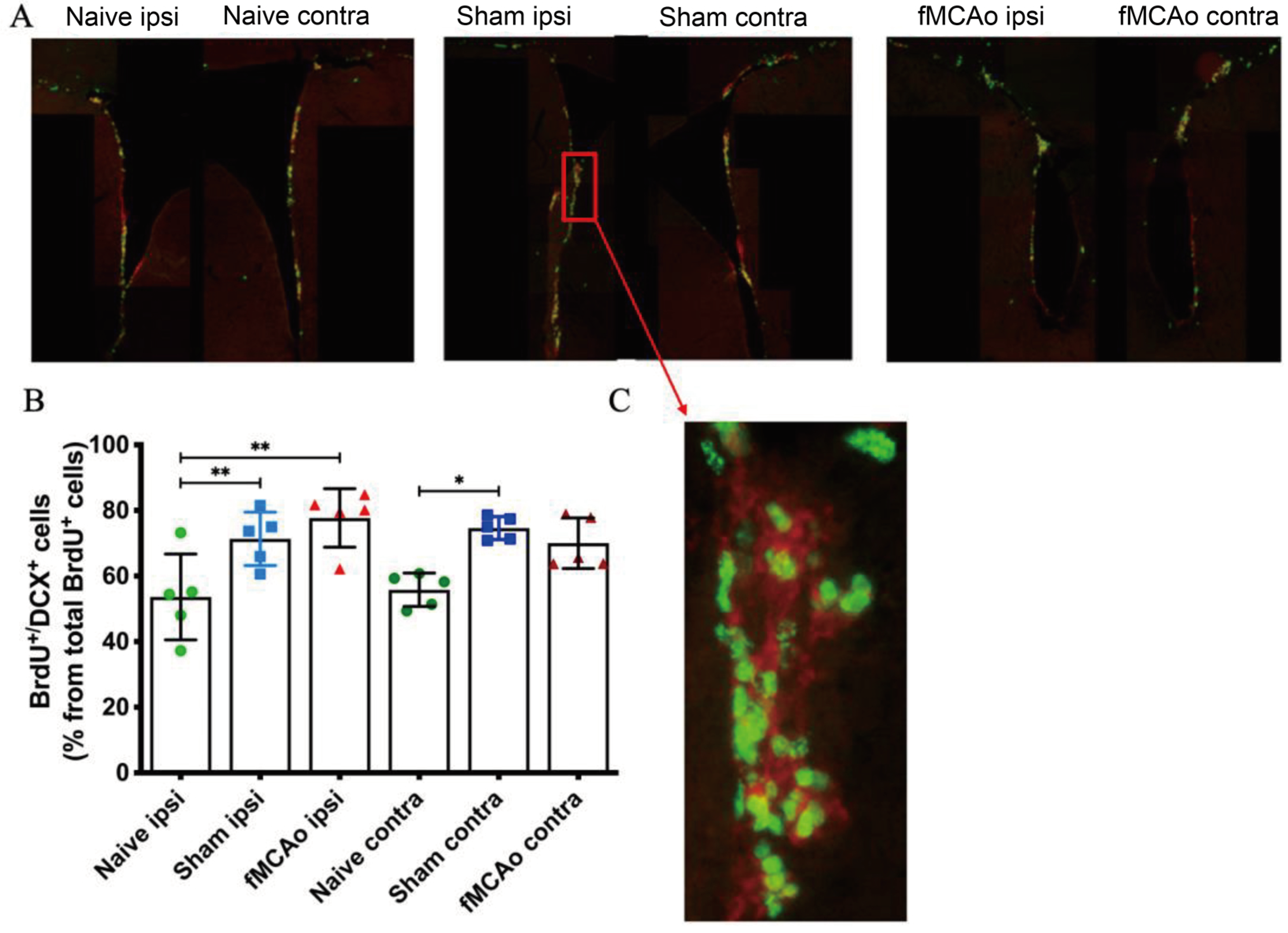 Medicina 60 00658 g003