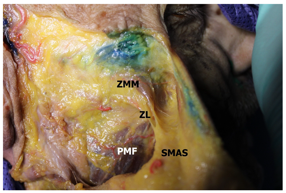 Medicina 60 00681 g001