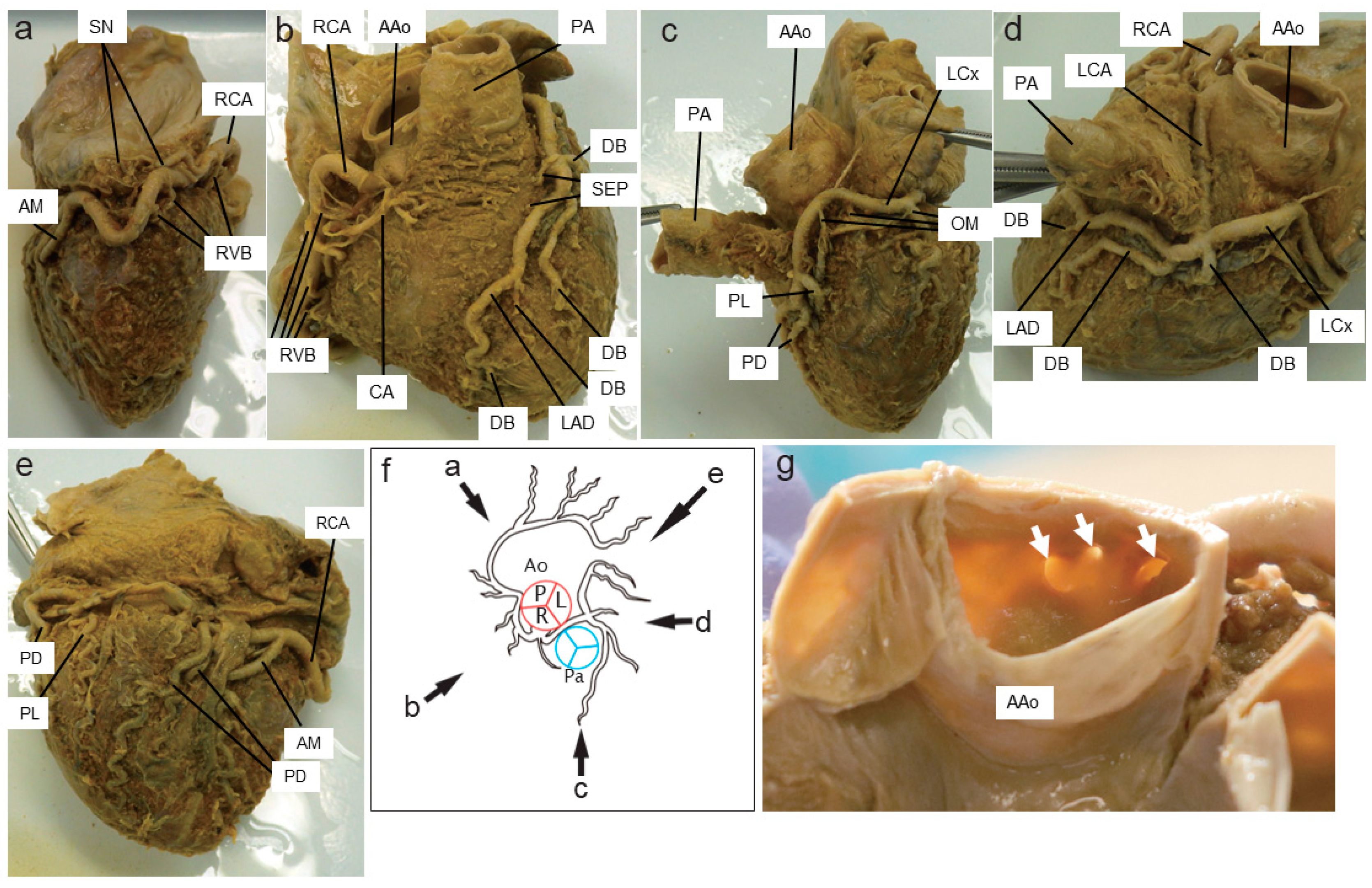 Medicina 60 00730 g001