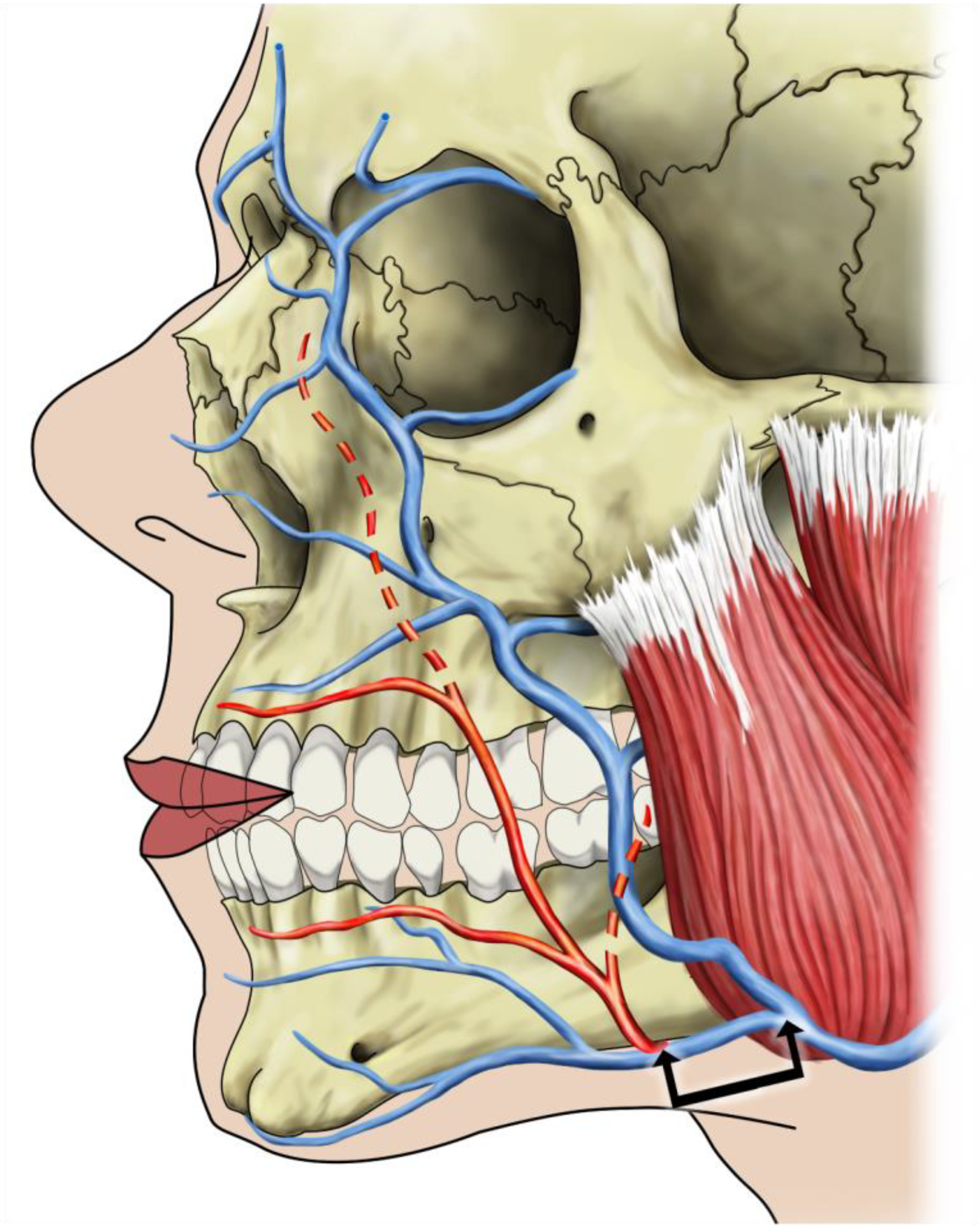 Medicina 60 00805 g002