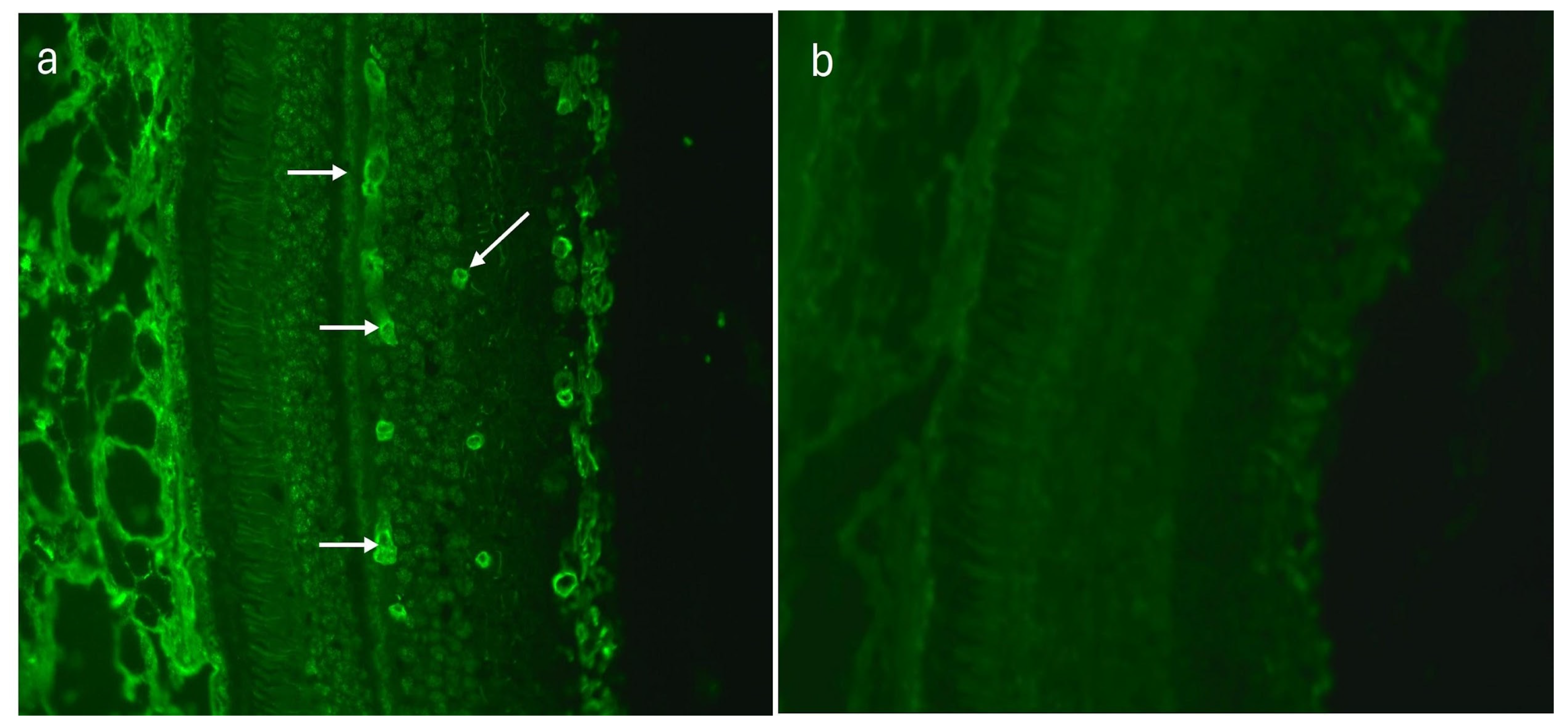 Medicina 60 00810 g003 Medicina 60 00810 g003