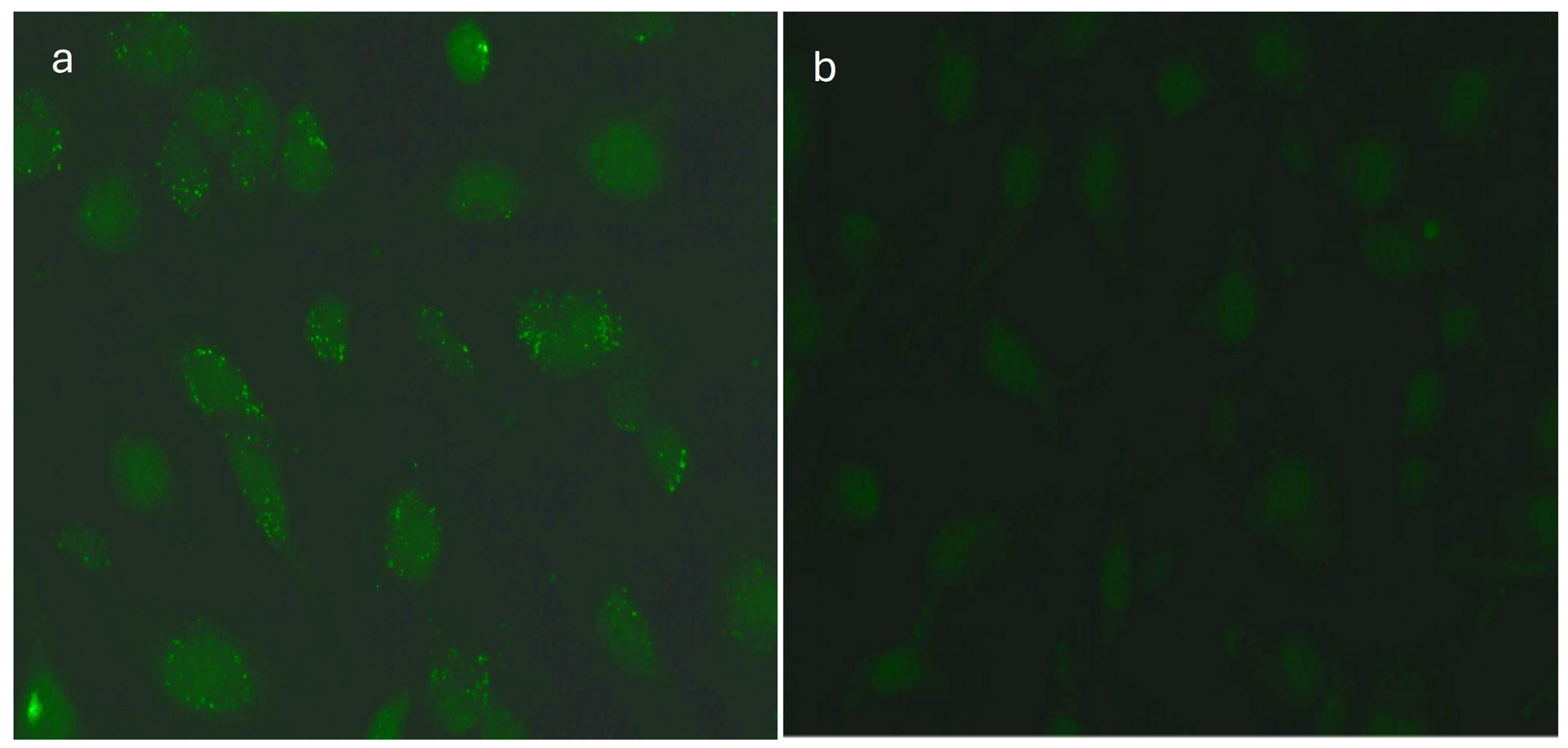 Medicina 60 00810 g005 Medicina 60 00810 g005