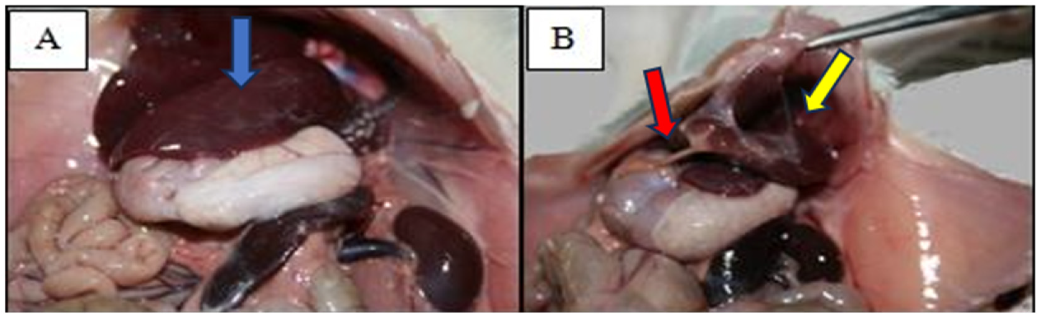 Medicina 60 00846 g001
