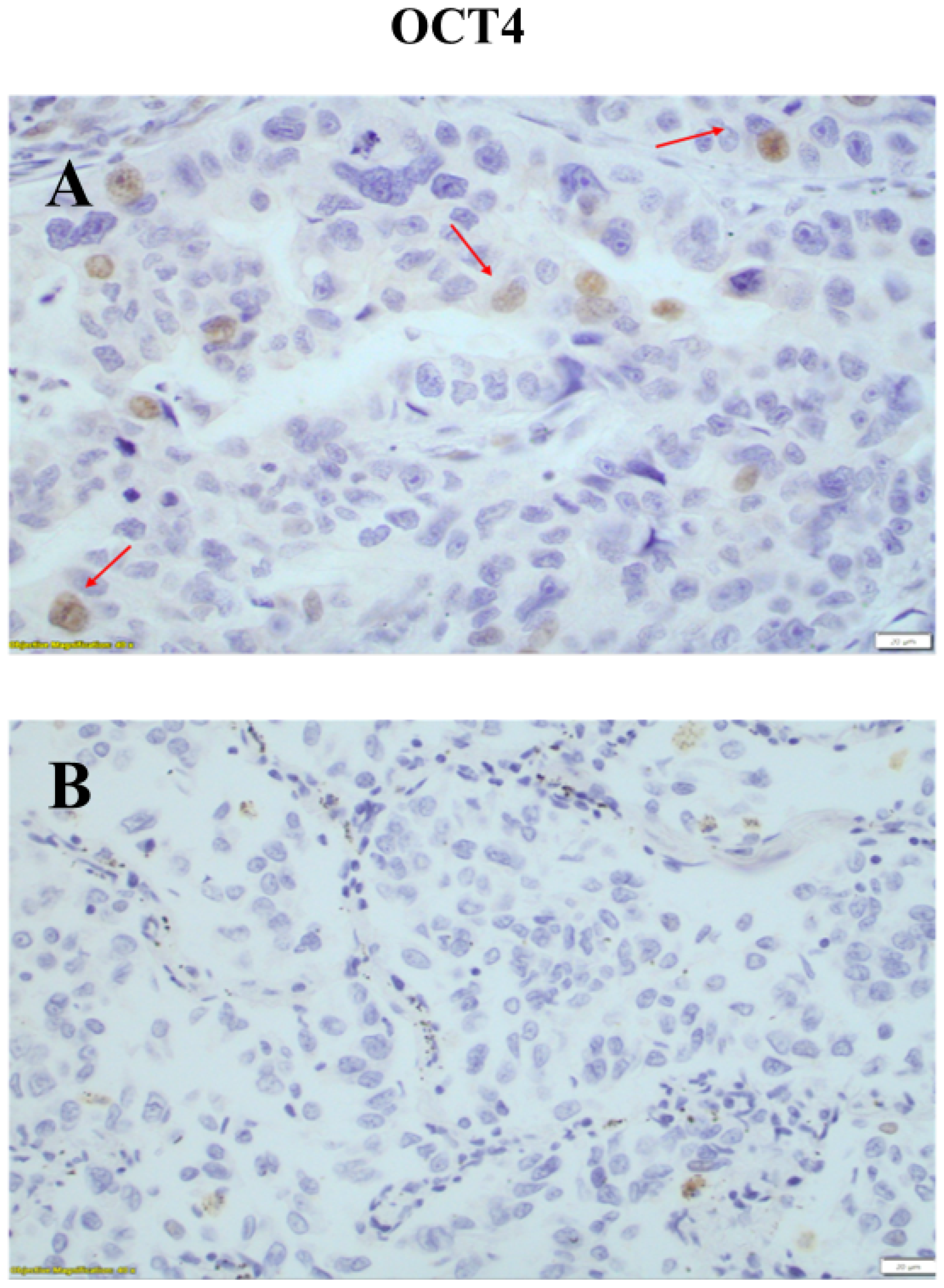 Medicina 60 00870 g001