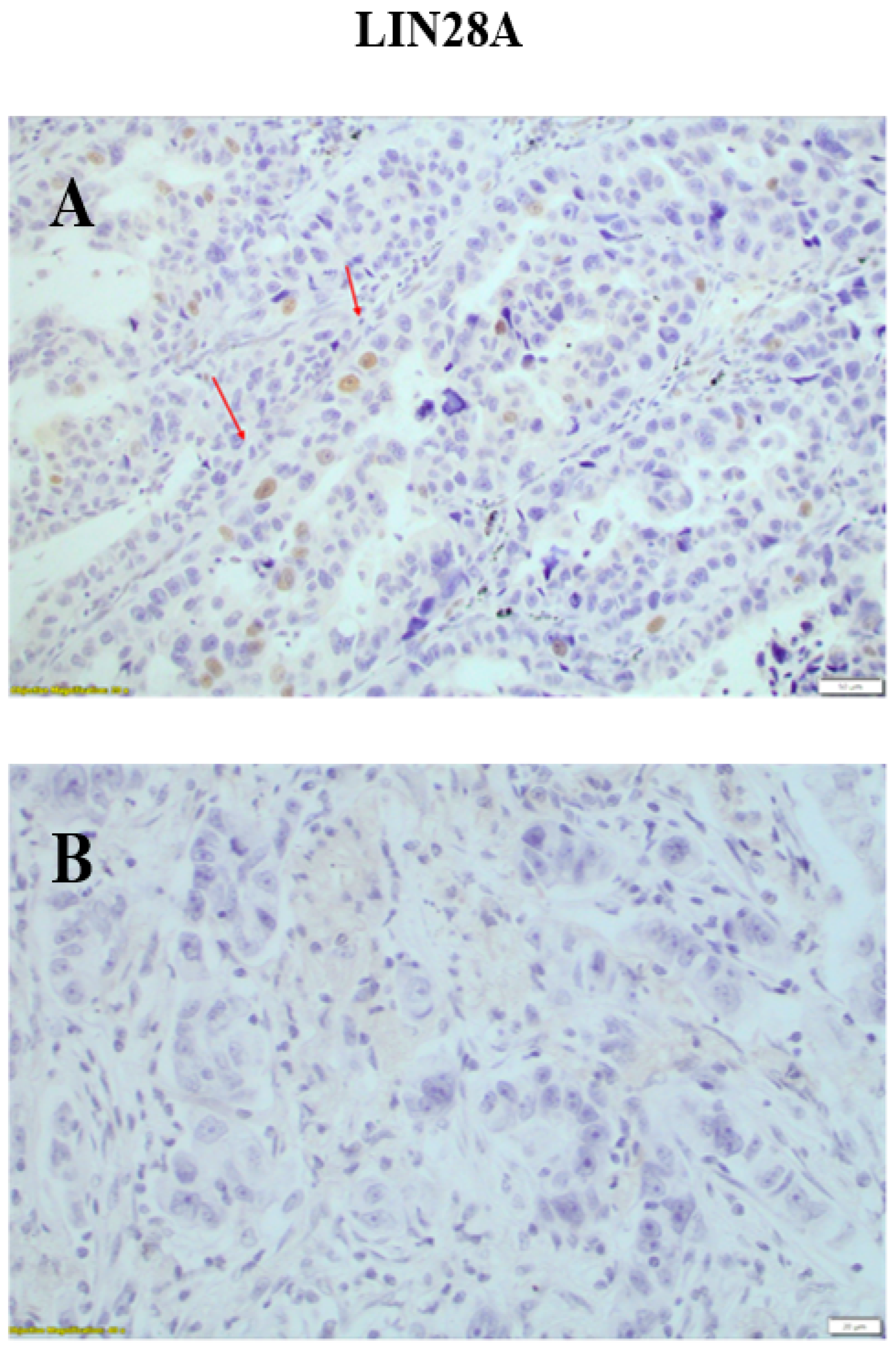 Medicina 60 00870 g003