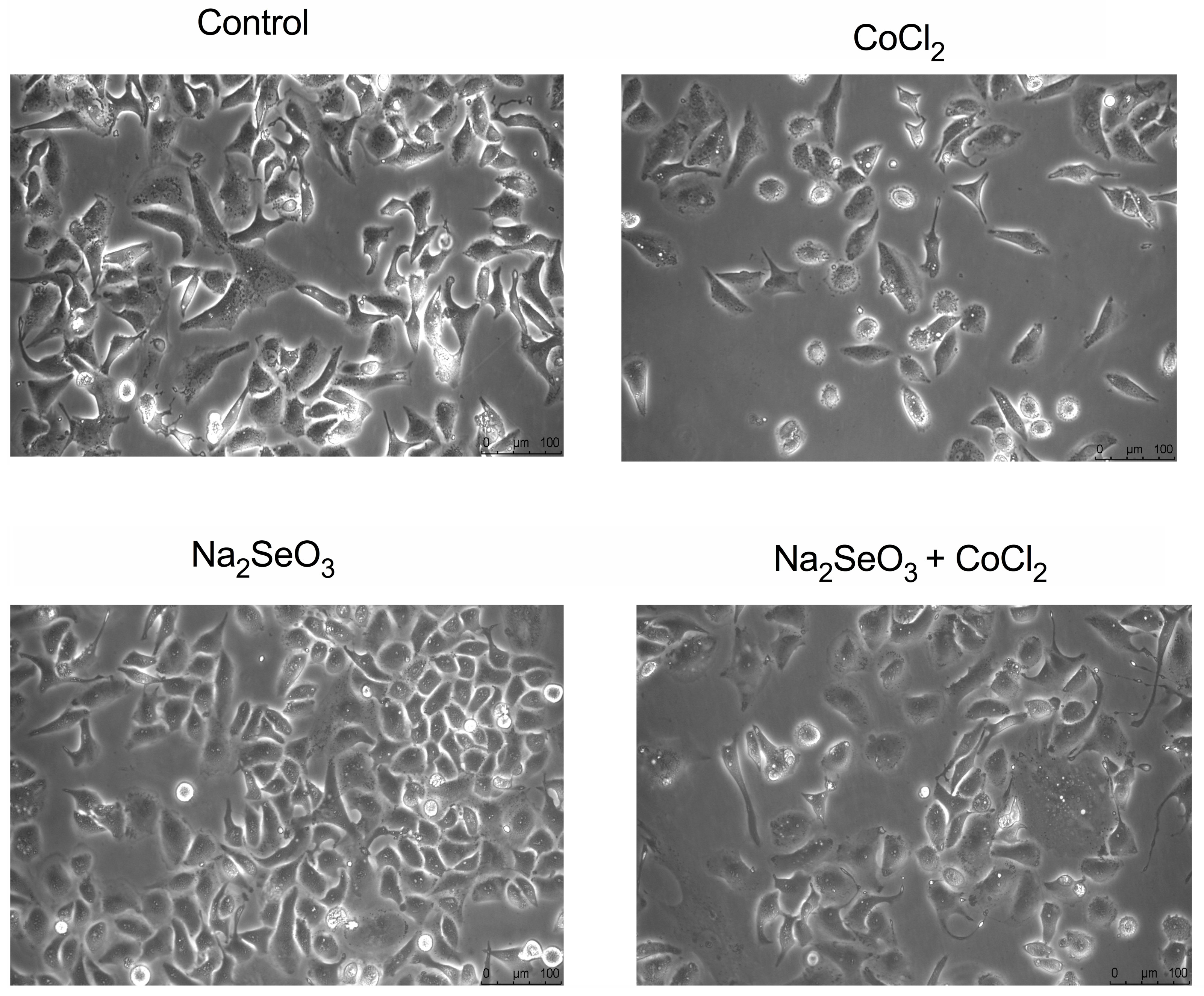 Medicina 60 00875 g003