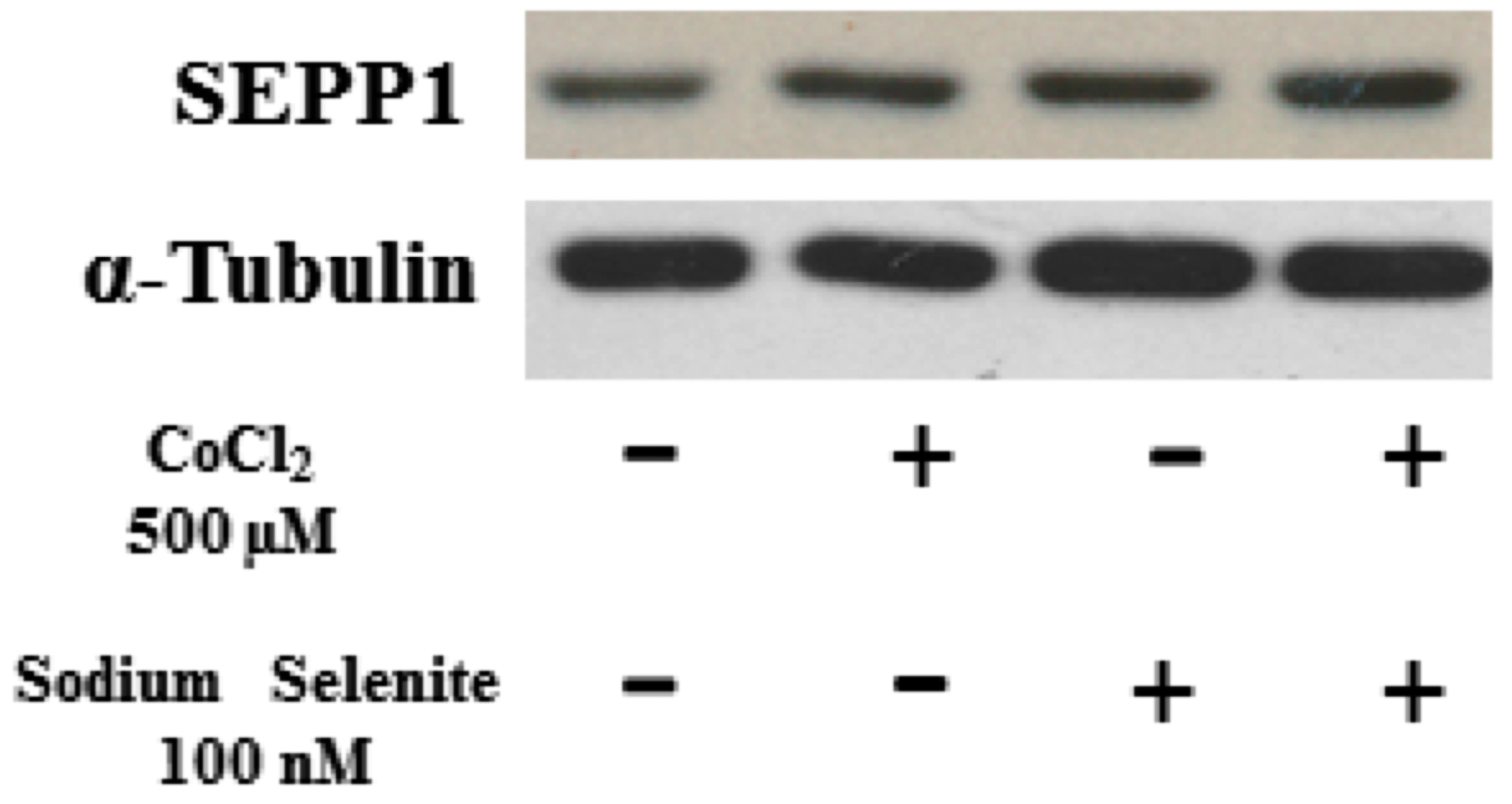 Medicina 60 00875 g005