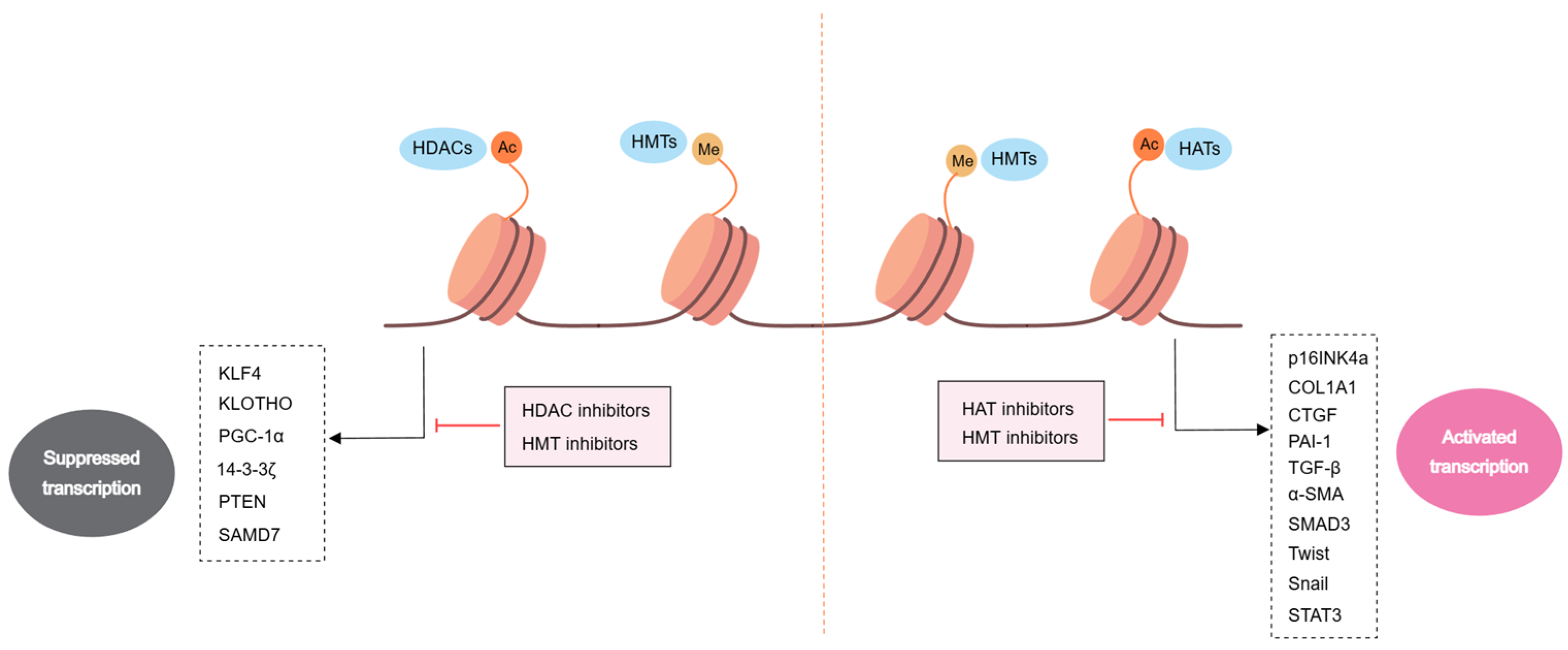 Medicina 60 00888 g002