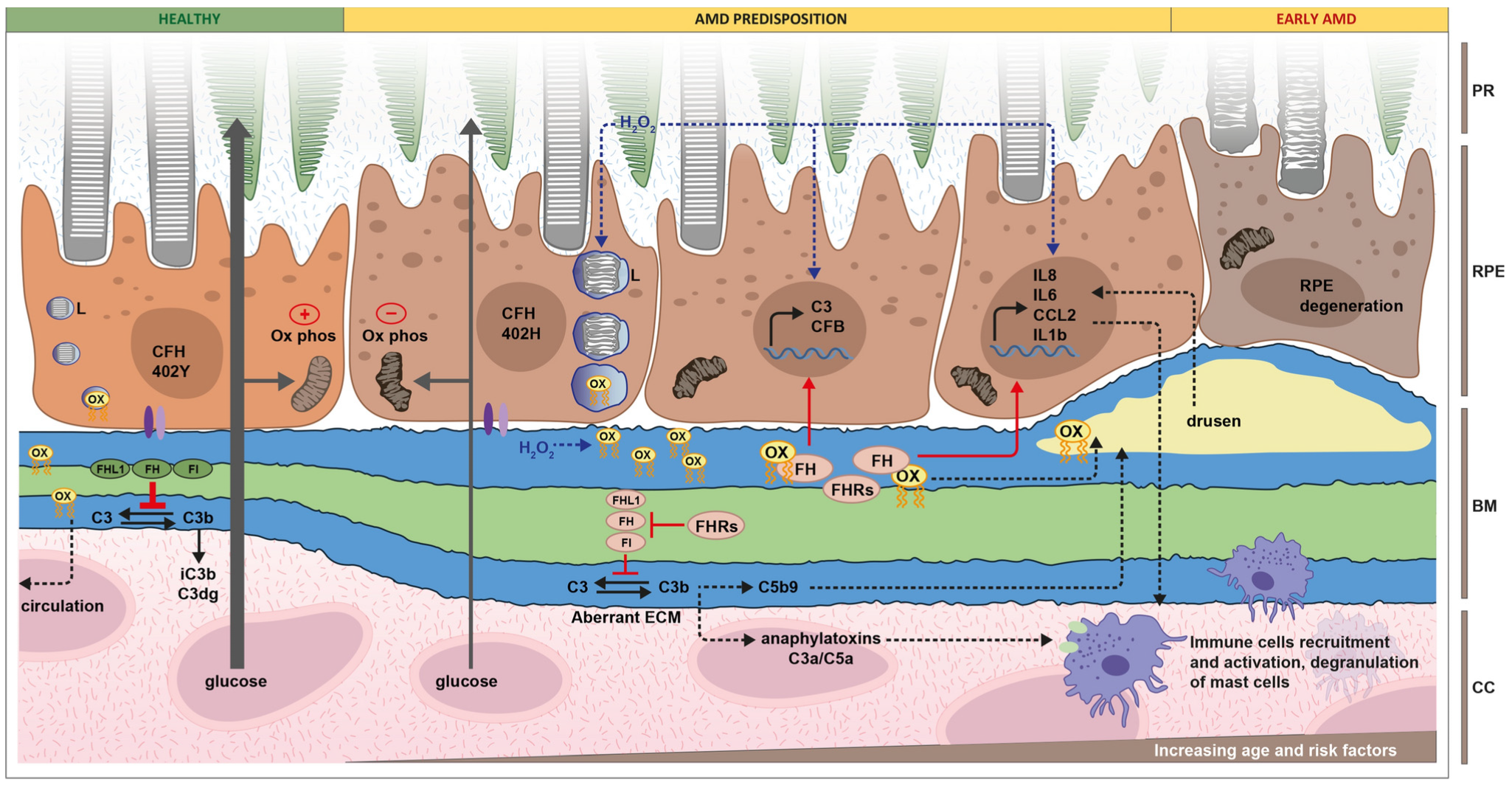 Medicina 60 00945 g003