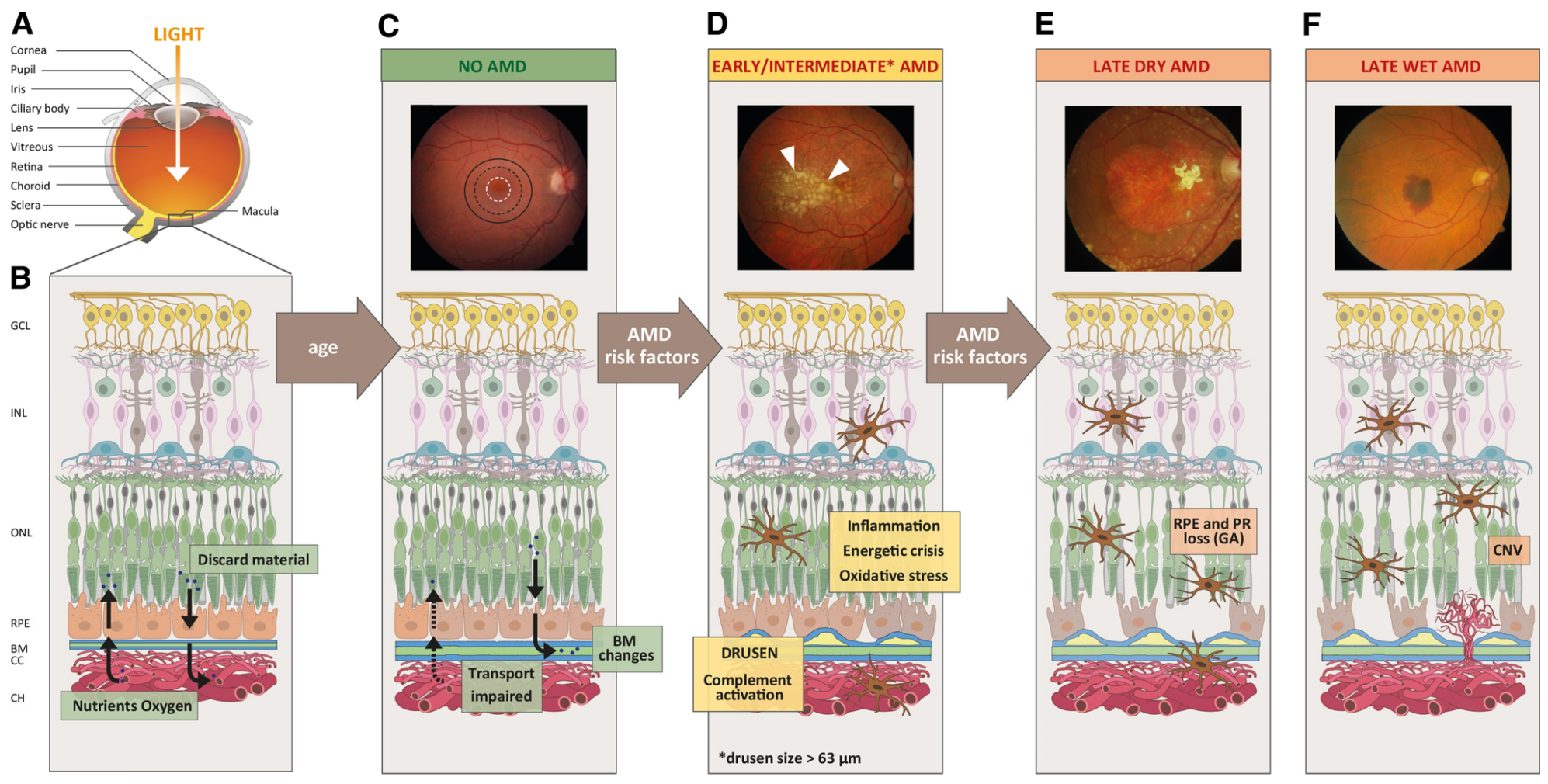 Medicina 60 00945 g004