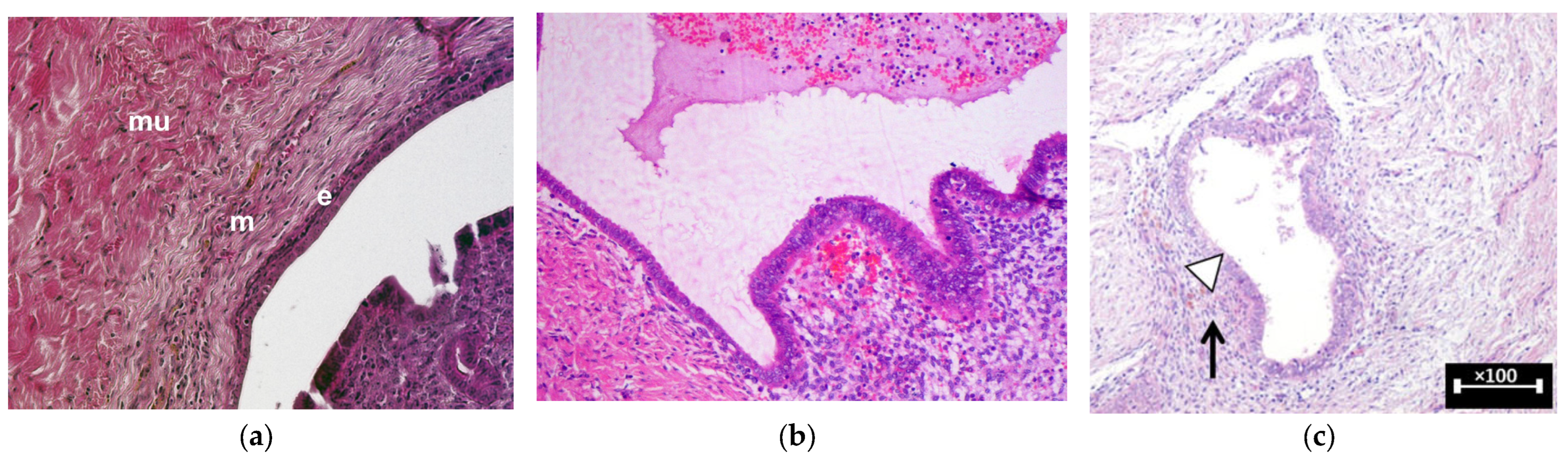 Medicina 60 00959 g001