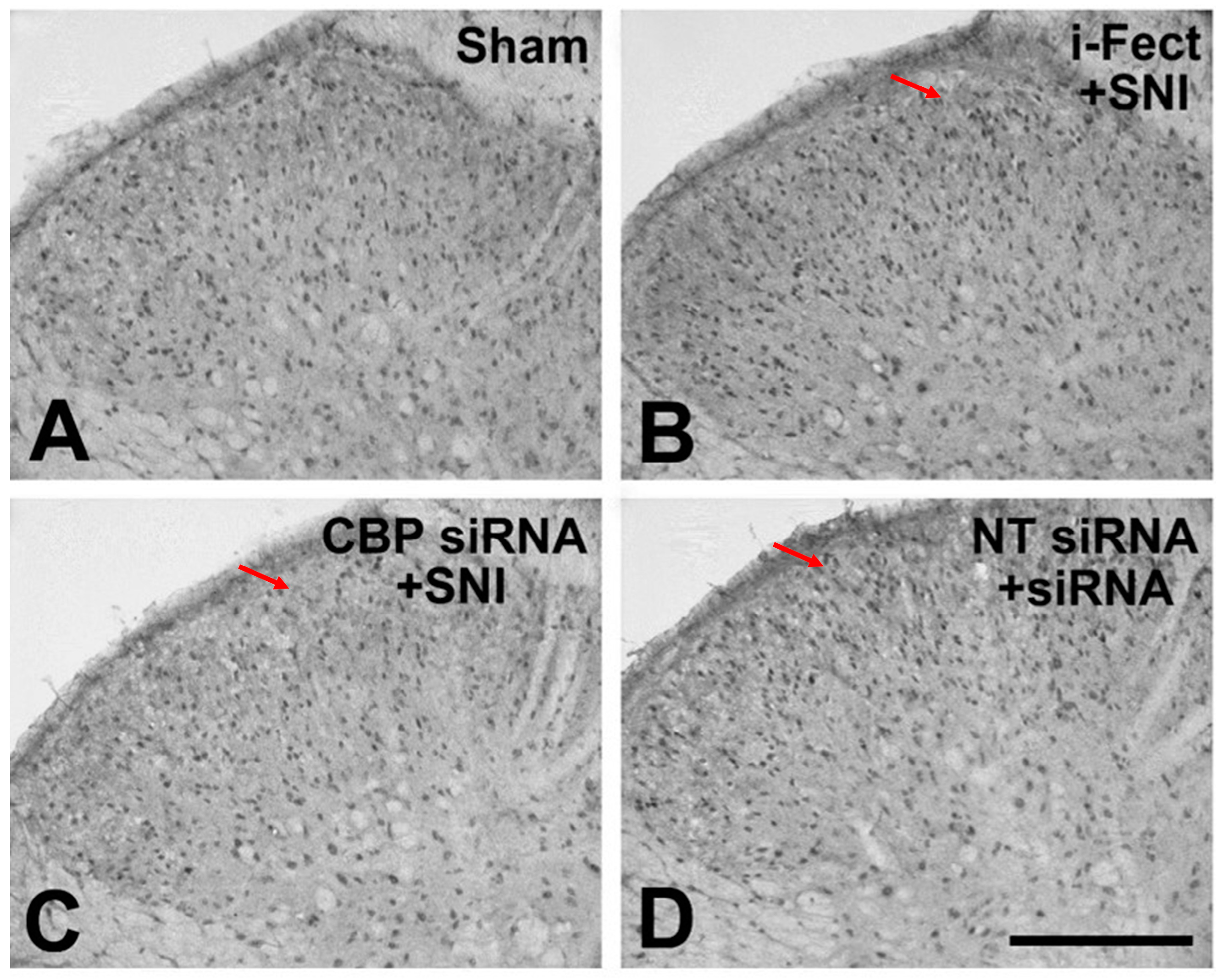 Medicina 60 00989 g004