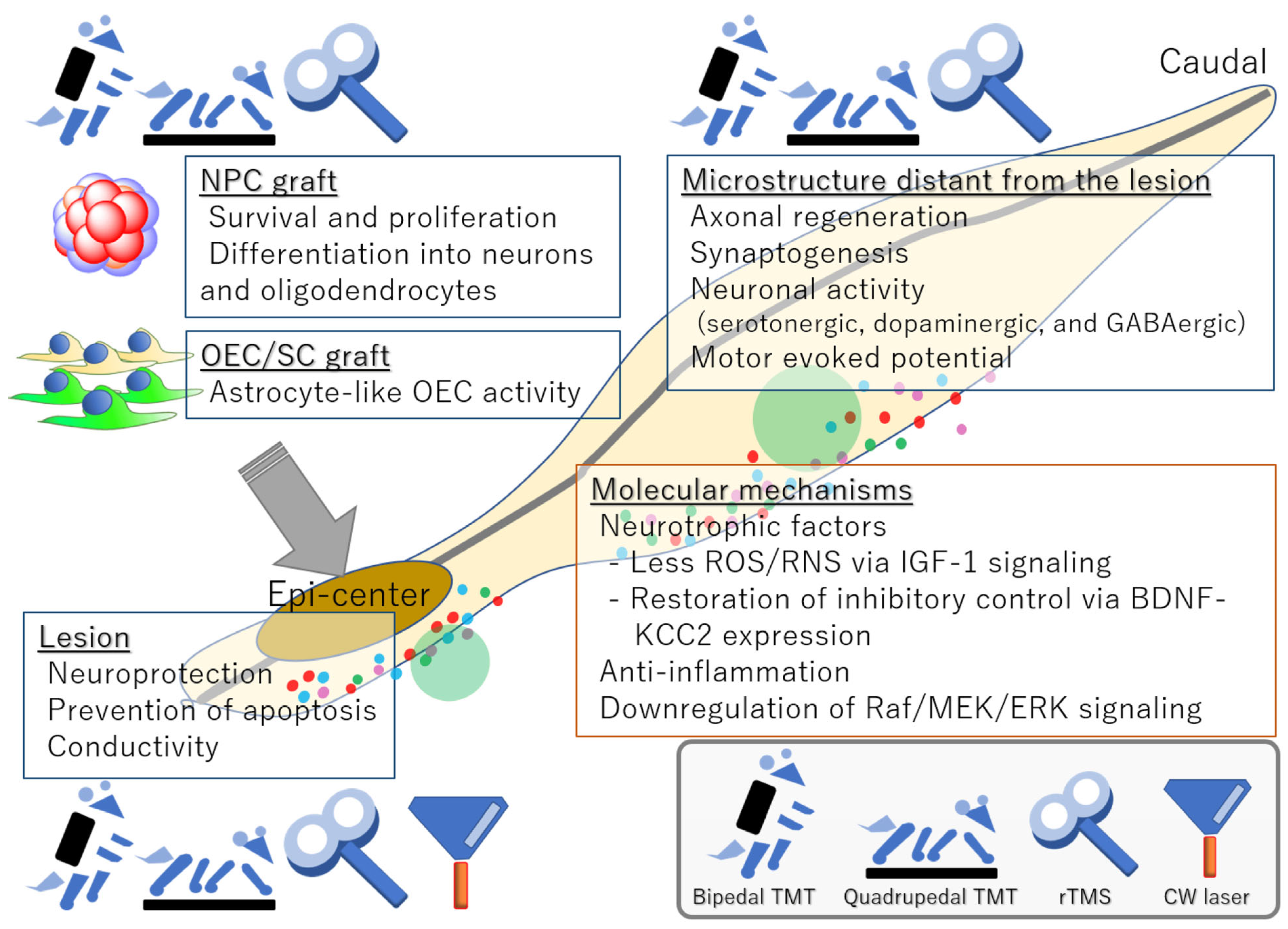 Medicina 60 01062 g001