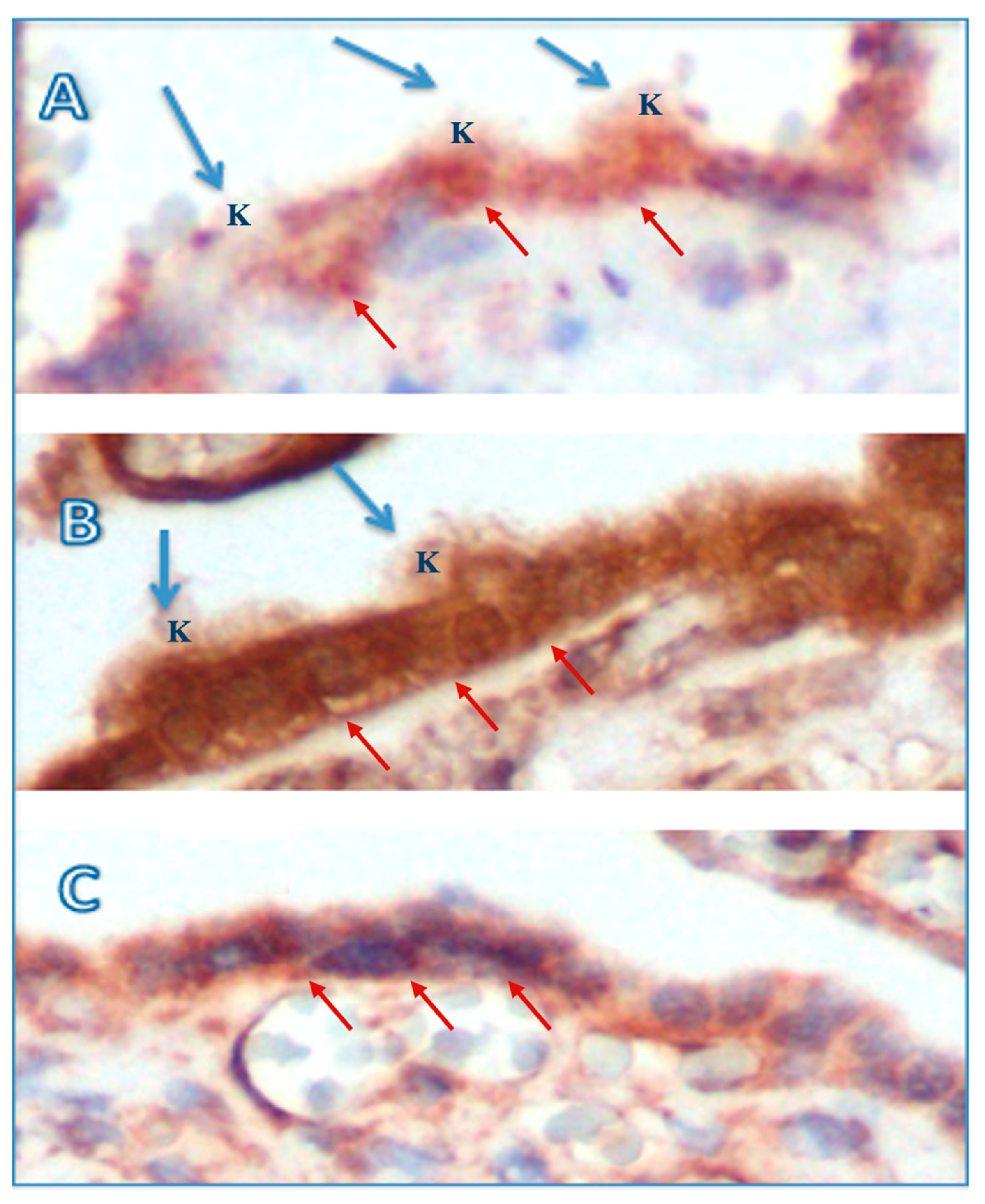 Medicina 60 01077 g001