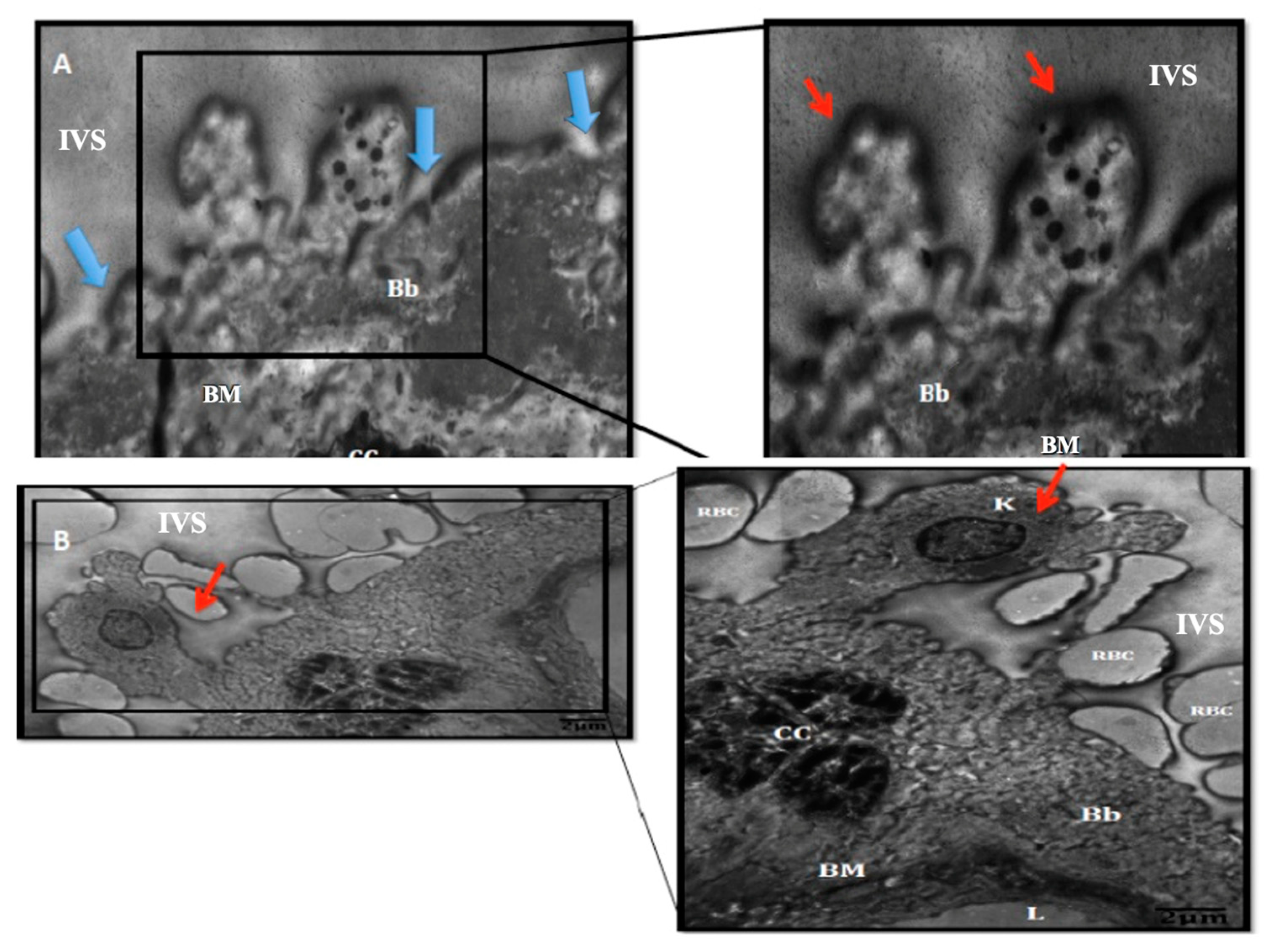 Medicina 60 01077 g004
