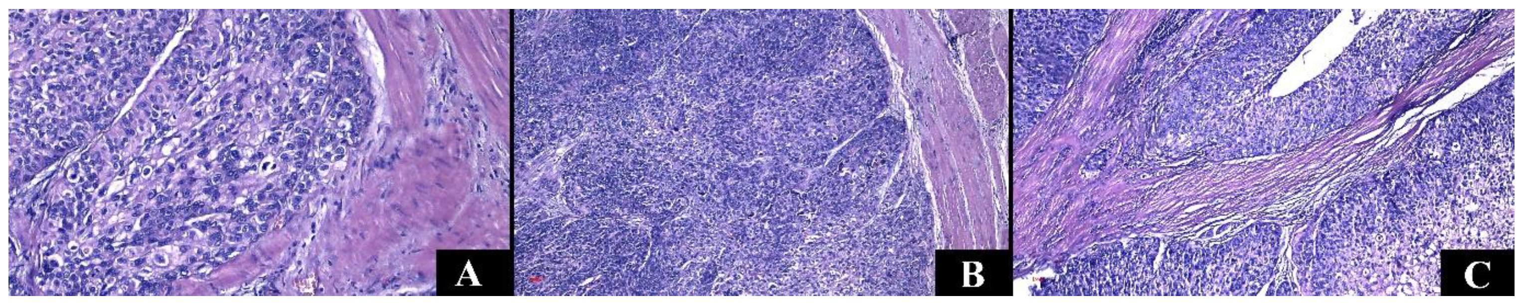 Medicina 60 01126 g006