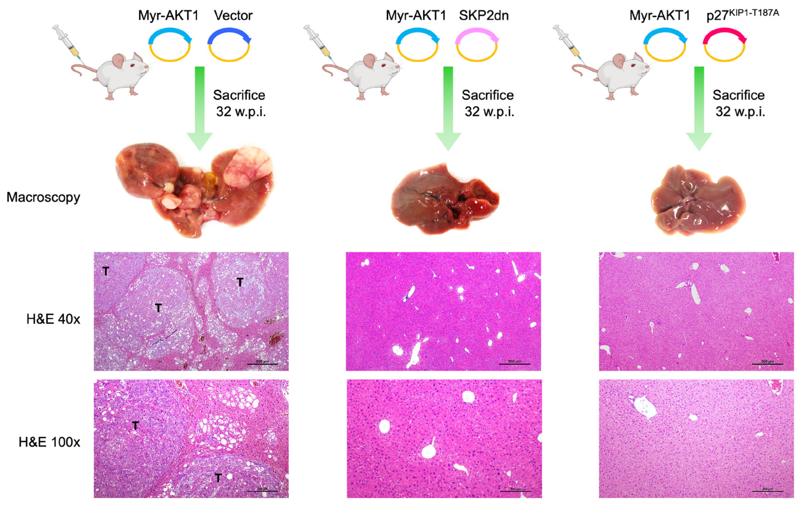 Medicina 60 01160 g008
