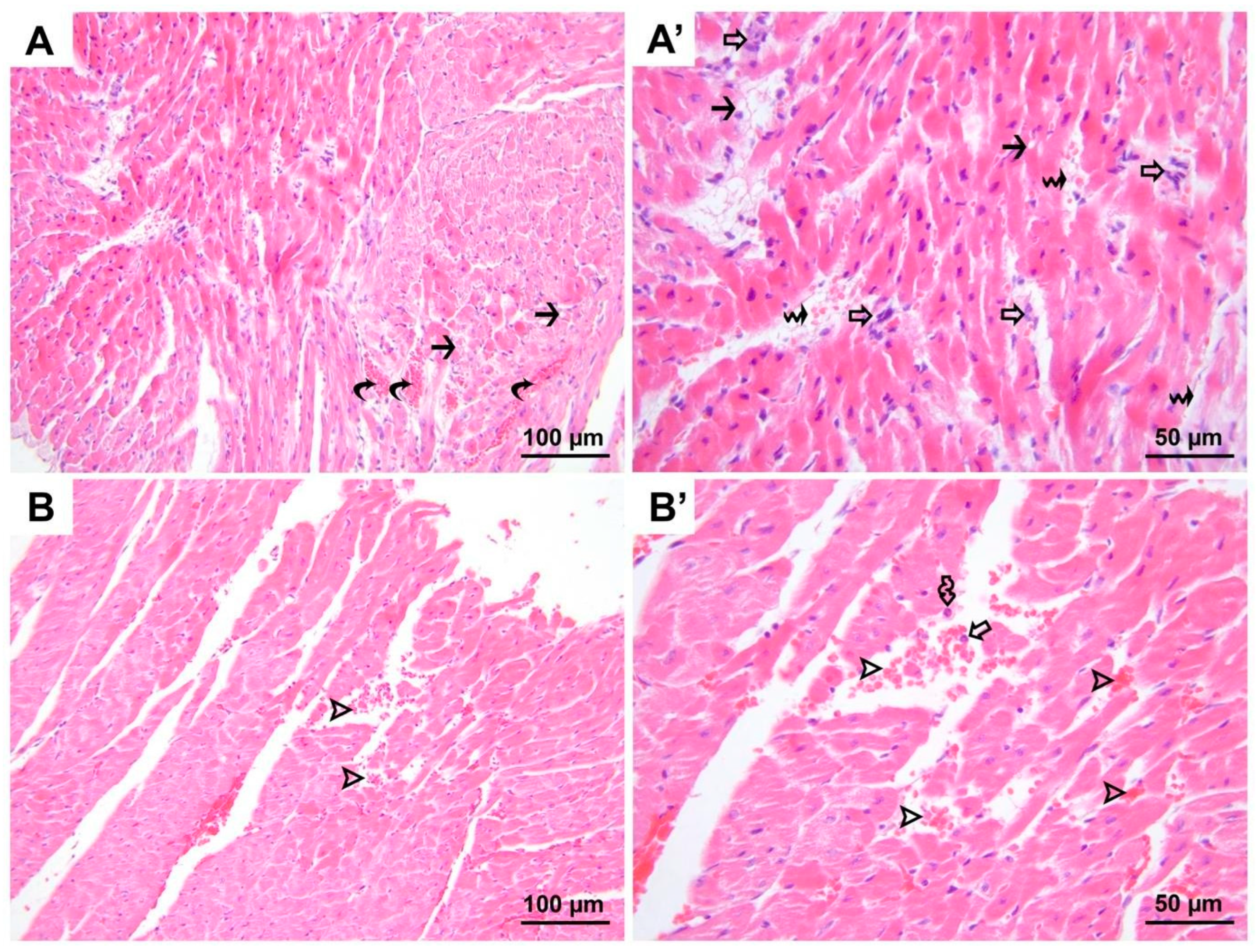 Medicina 60 01232 g003