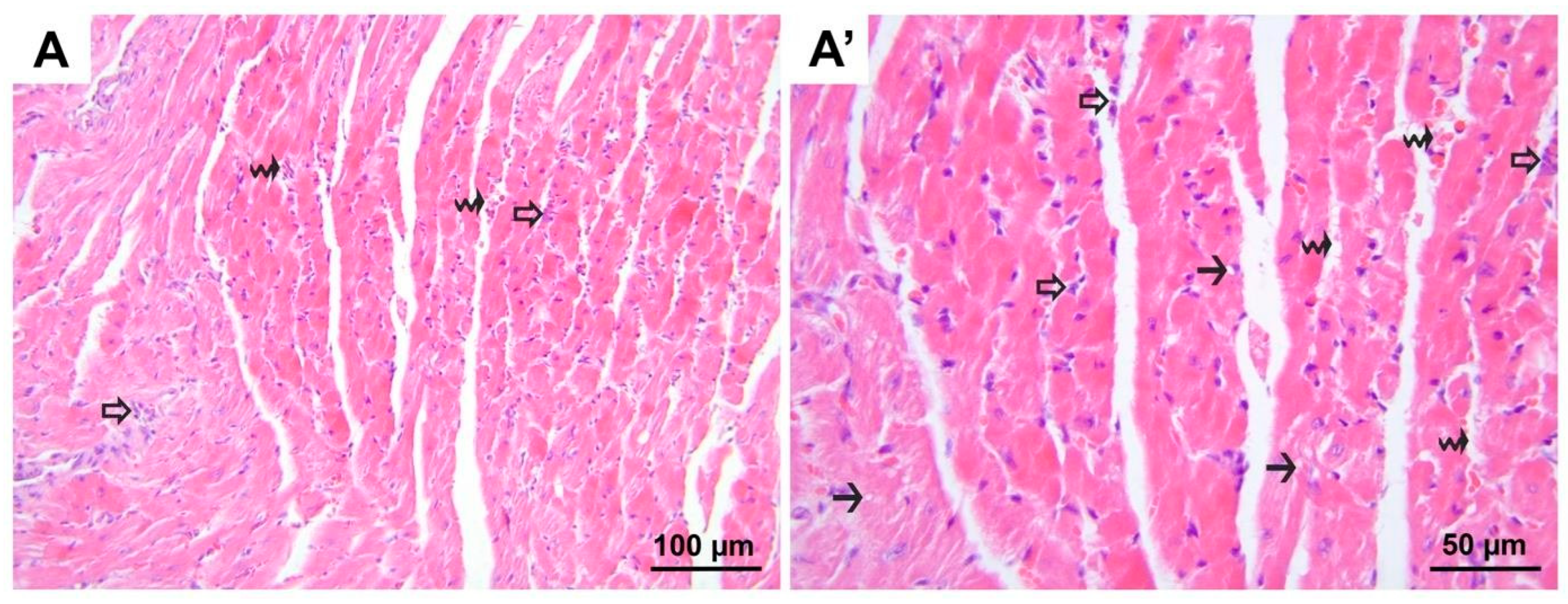 Medicina 60 01232 g004
