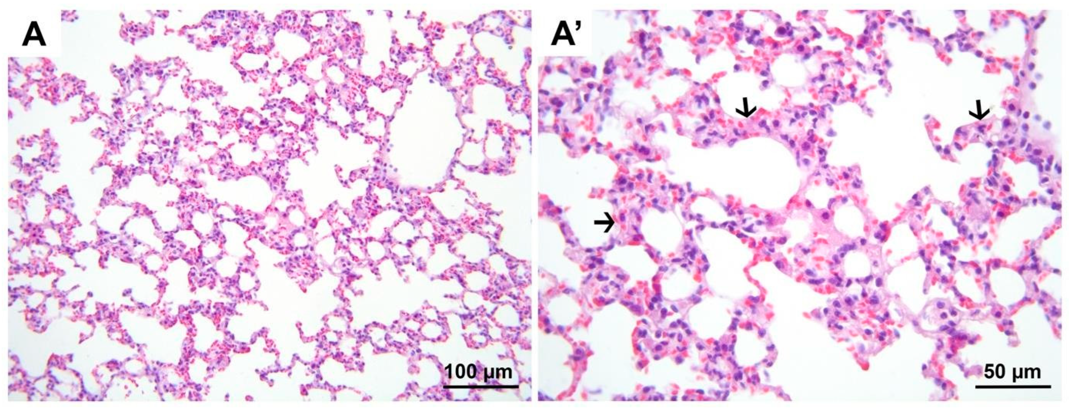 Medicina 60 01232 g008