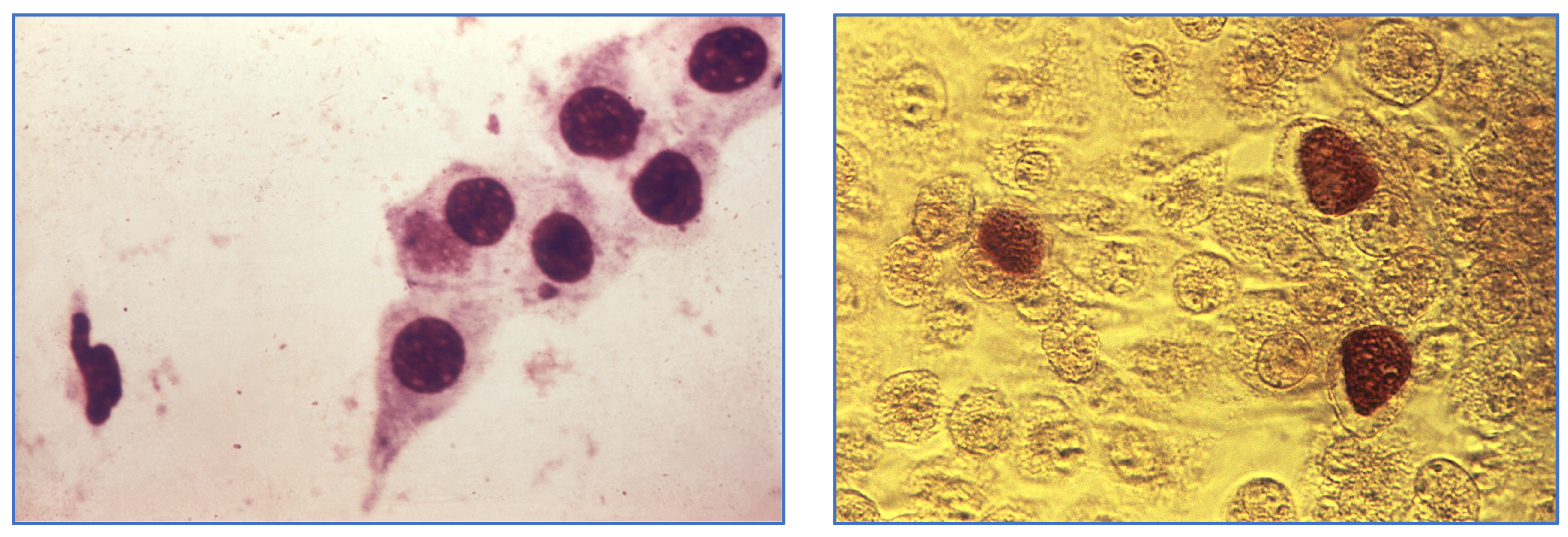 Medicina 60 01236 g001