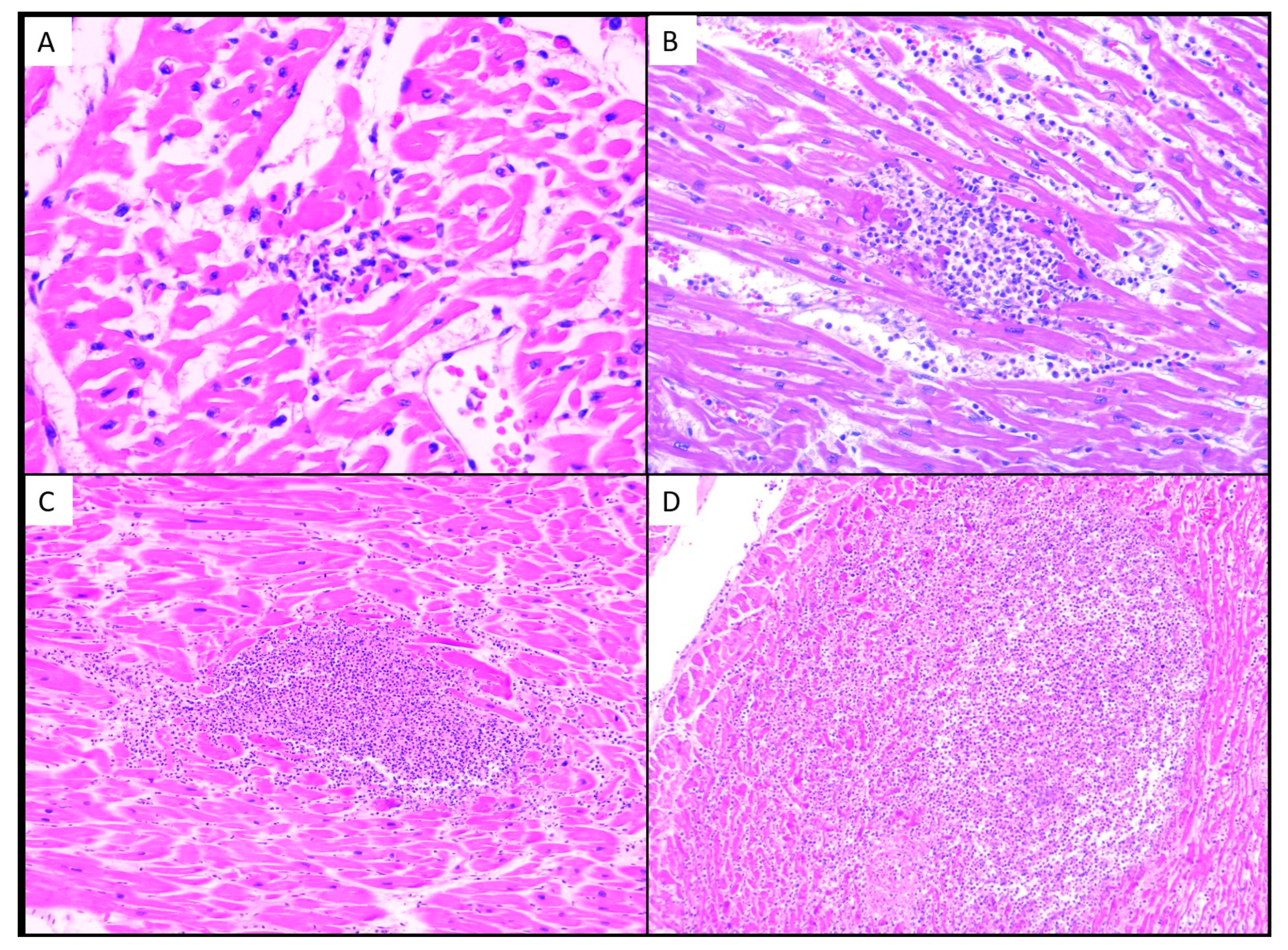 Medicina 60 01312 g002