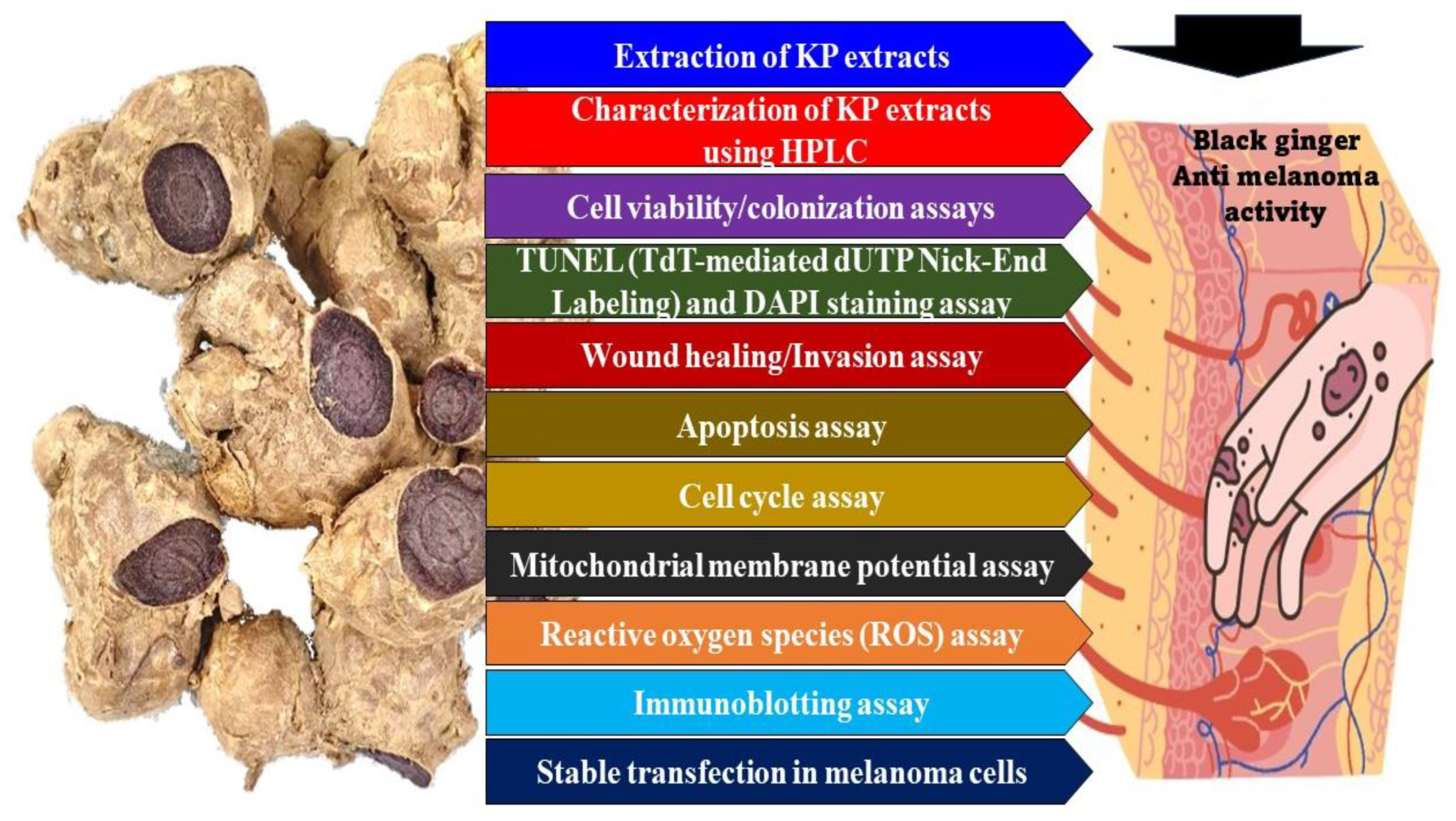 Evaluating the Diverse Anticancer Effects of Laos Kaempferia